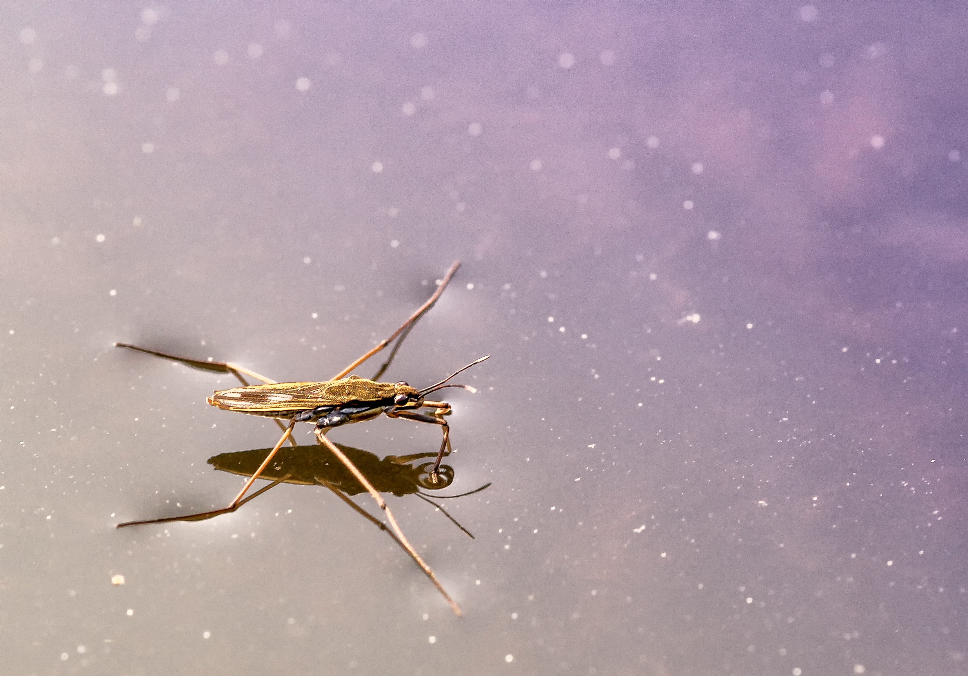 hunt, copy space, 2K, waters, insect, brown, selective focus, invertebrate, one animal, outdoors, animal leg, garden pond, animal body part, limb, animals in the wild, HD Wallpaper
