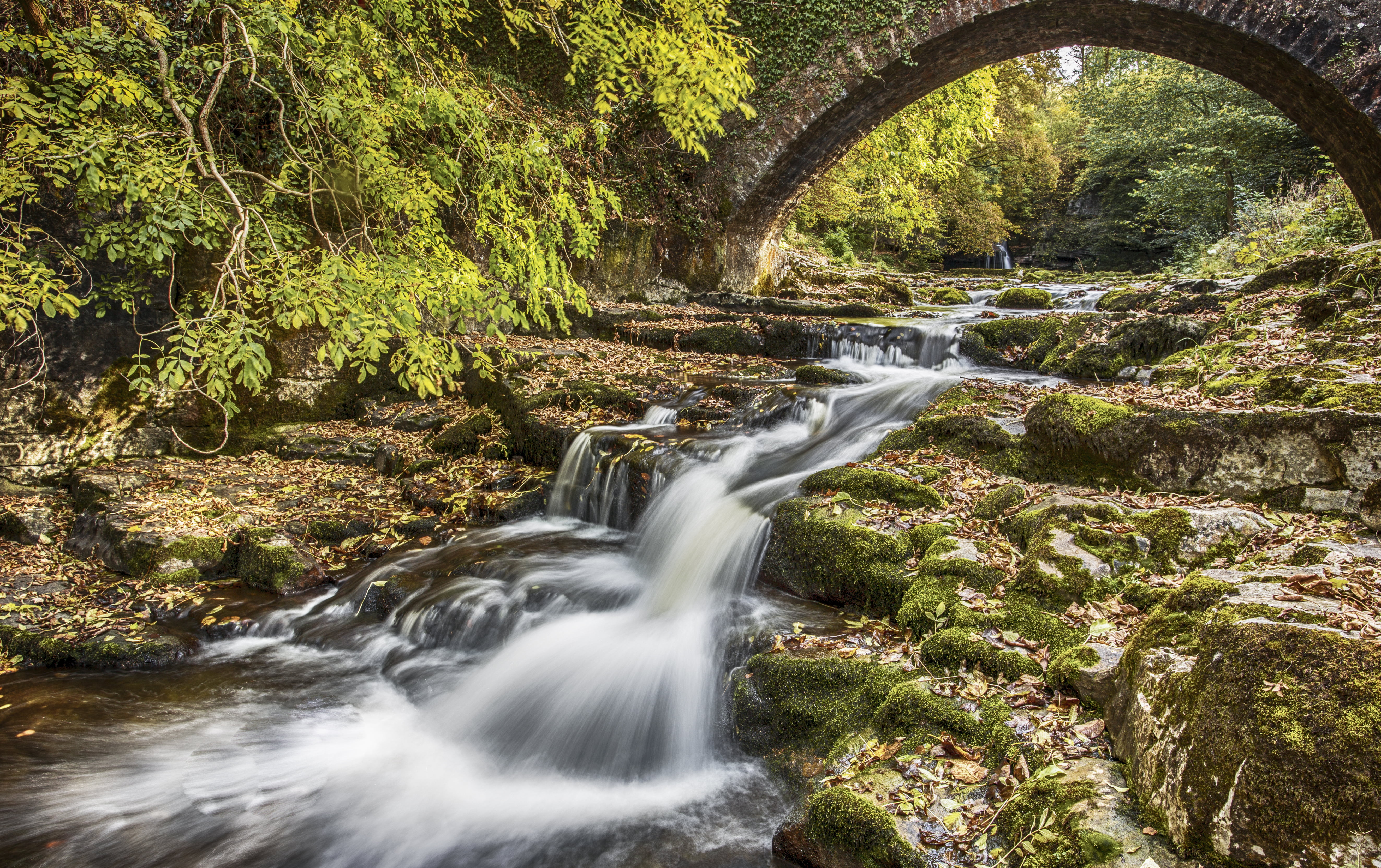 5K, untitled, dales, forest, tree, beauty In Nature, river, freshness, water, stream, waterfall, yorkshire, outdoors, rock - Object, tropical Rainforest, HD Wallpaper