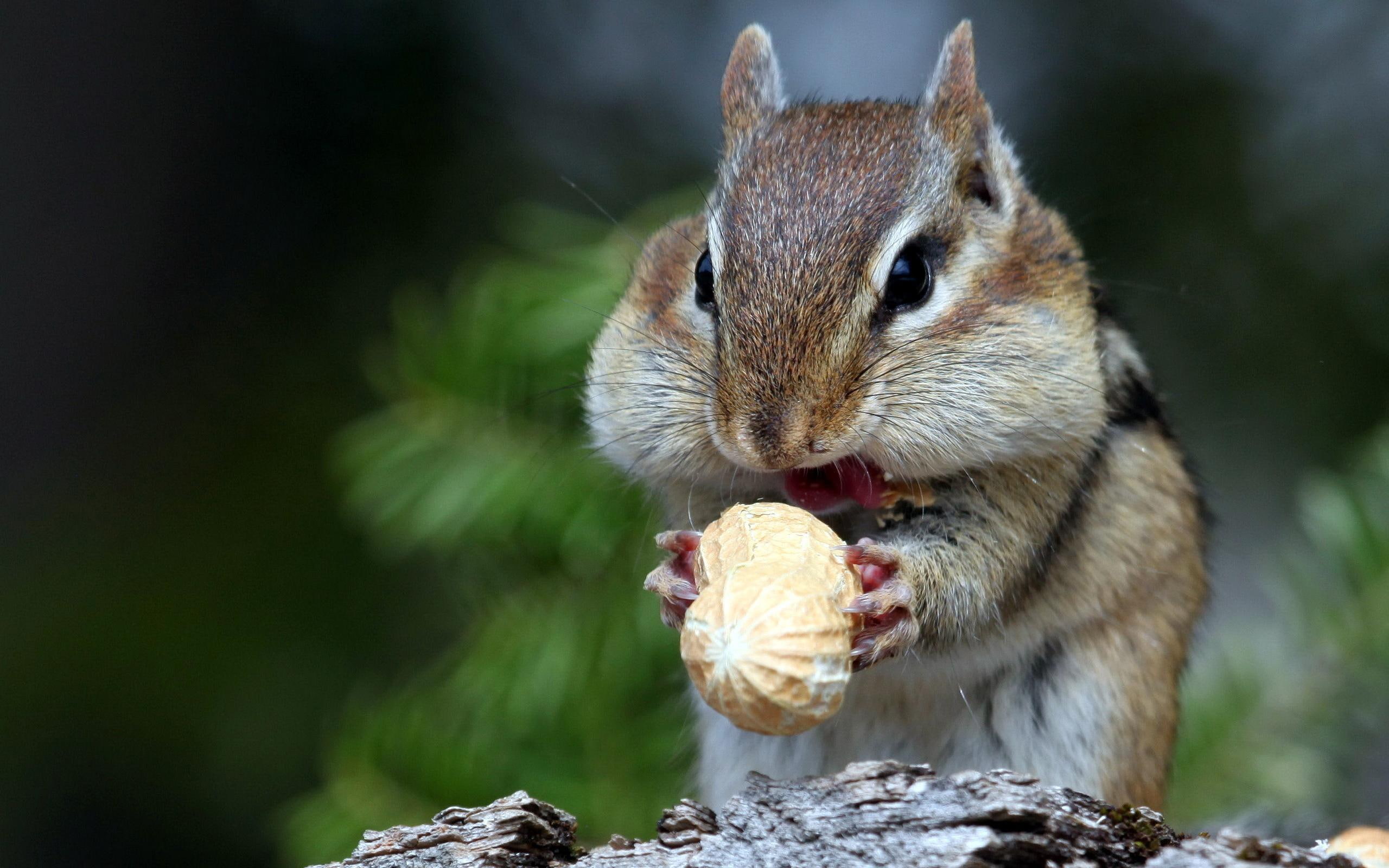 funny, food, peanut, cute, 2K, s, animals, chipmunk, HD Wallpaper