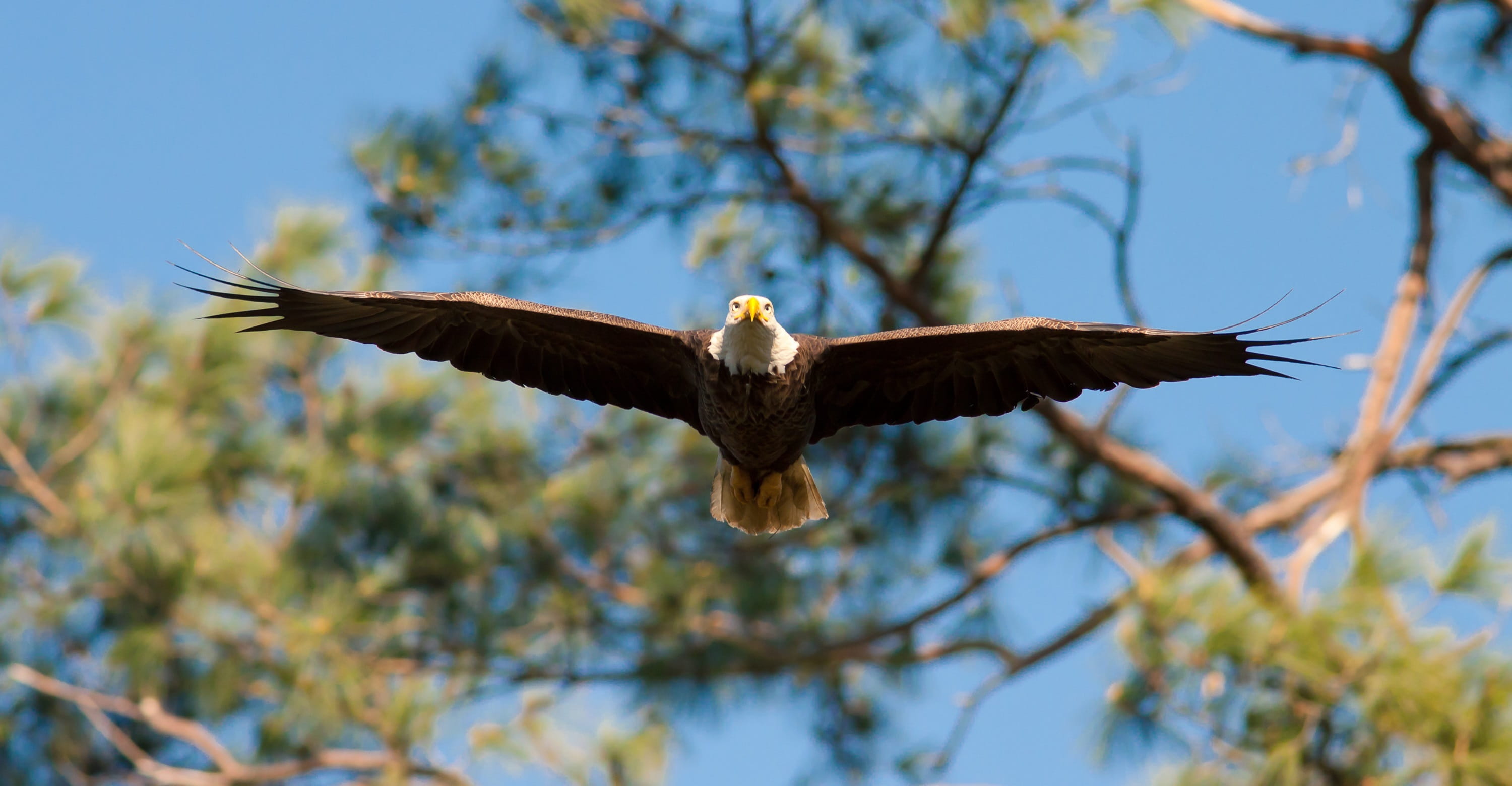 nature, sky, bird, animal wildlife, hunting, vertebrate, bald, bald eagle, bird of prey, clear sky, flight, 2K, animal themes, animal, feathers, one animal, HD Wallpaper