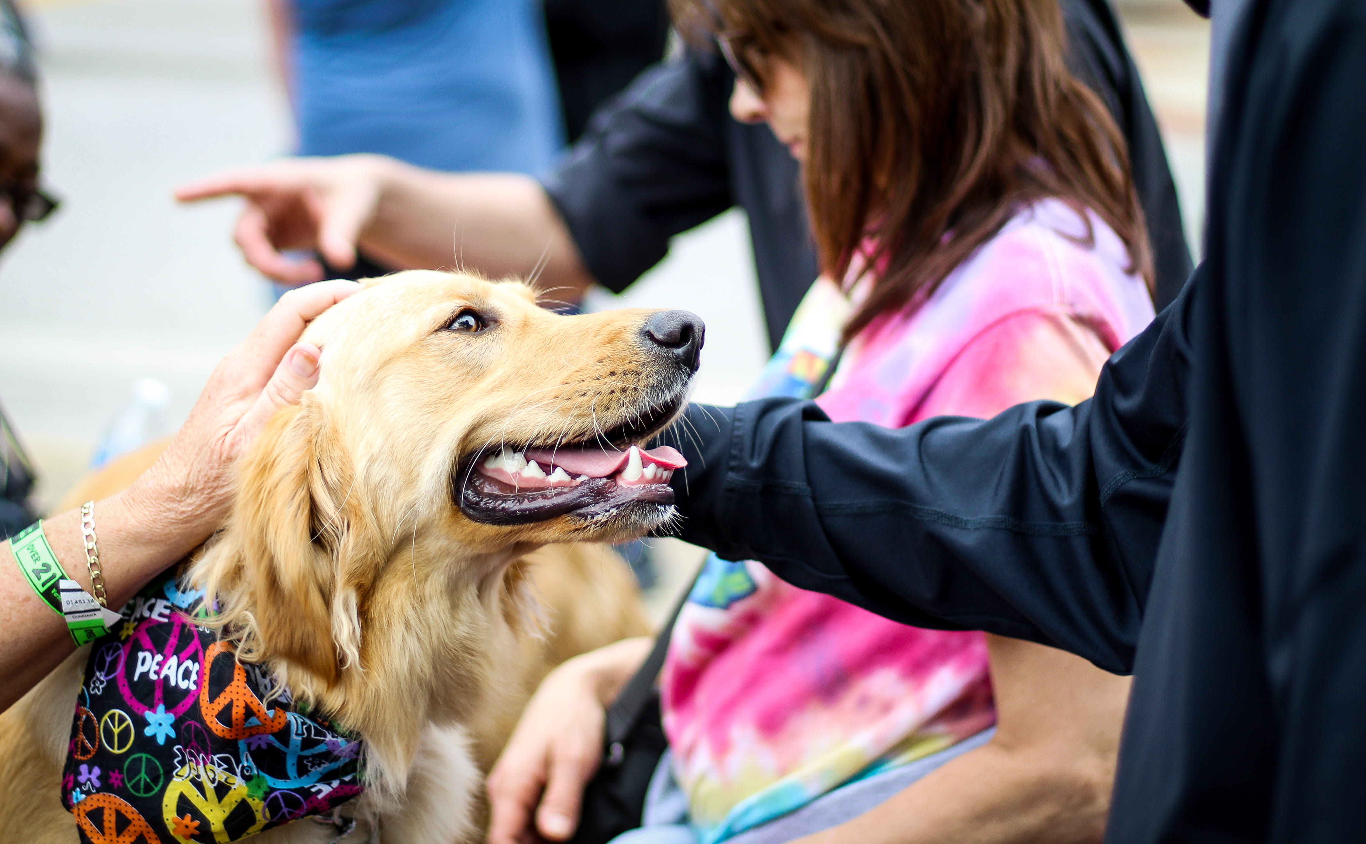 domestic, party, canine, family, little, cute, pet, real people, PrideFestival, pets, two, human body part, domestic animals, rosemaryketchum, happy, festival, HD Wallpaper