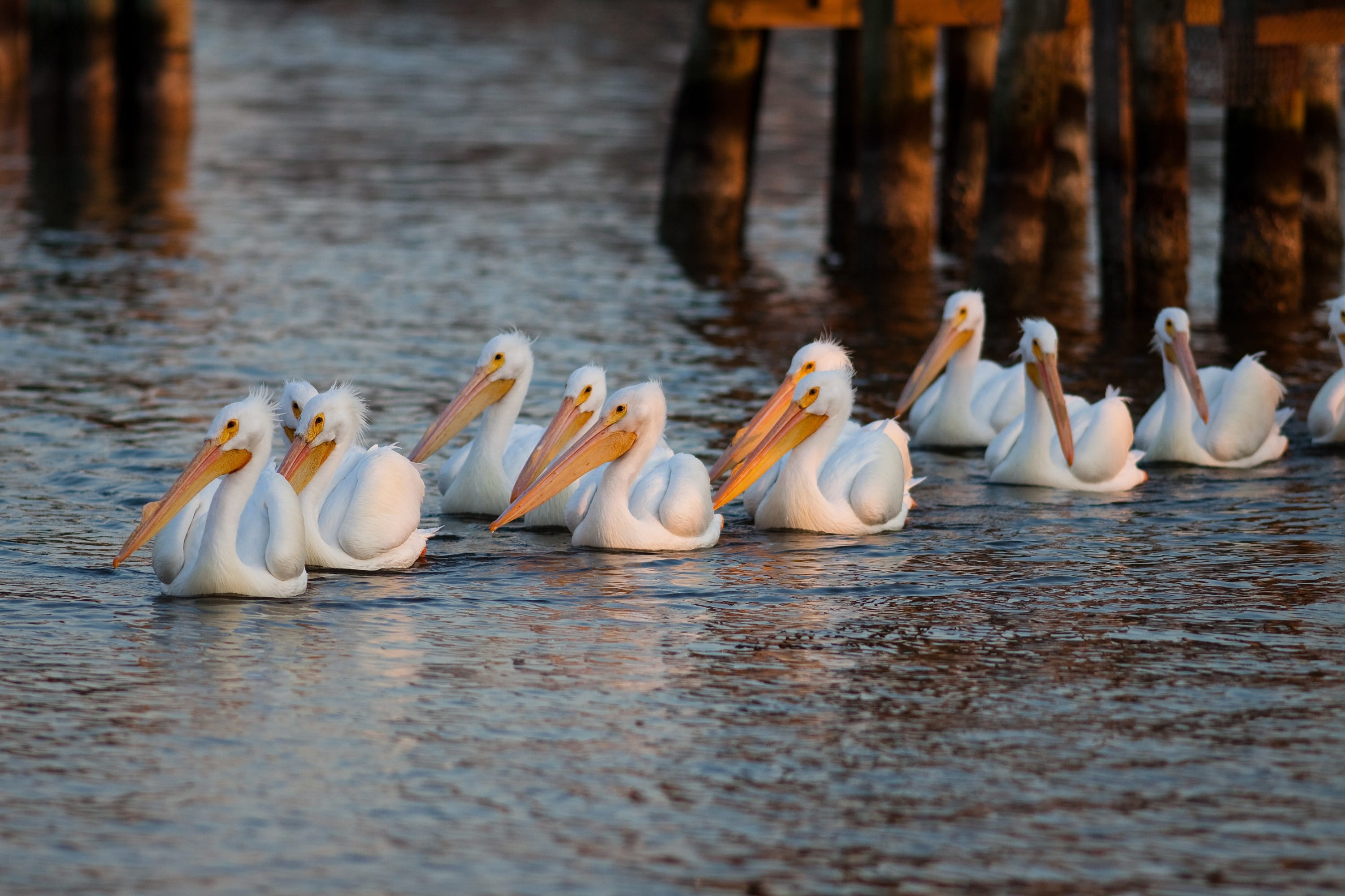 group, animal, nature, day, seabirds, row, white color, birds, pelicans, beauty in nature, outdoors, bird, white, aquatic, wood - material, 2K, formation, HD Wallpaper