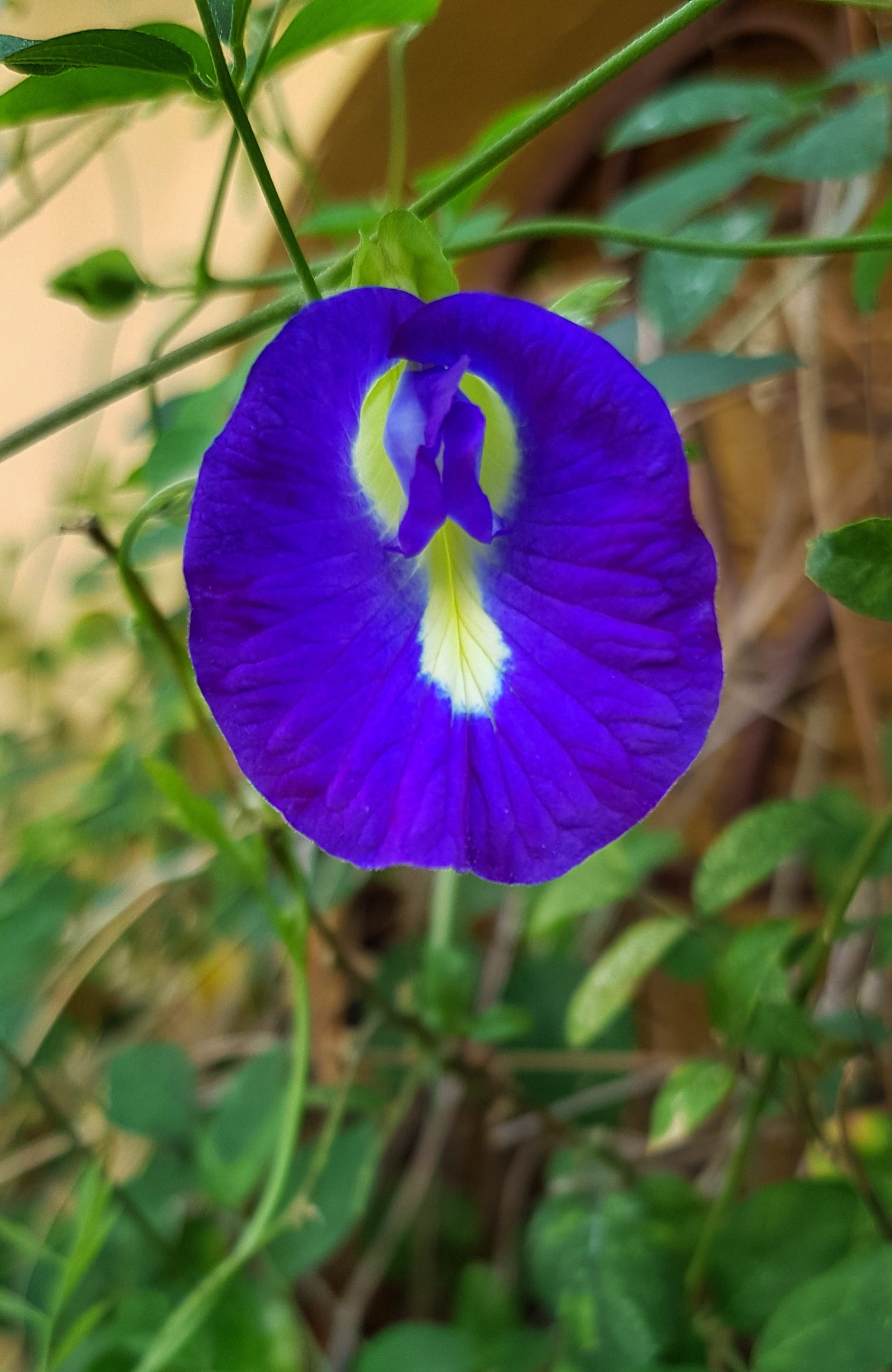 field, summer, purple, growth, flower, nature, beautiful, petal, flowering plant, outdoors, flower head, inflorescence, pea, plant, vulnerability, leaf, Phone HD Wallpaper