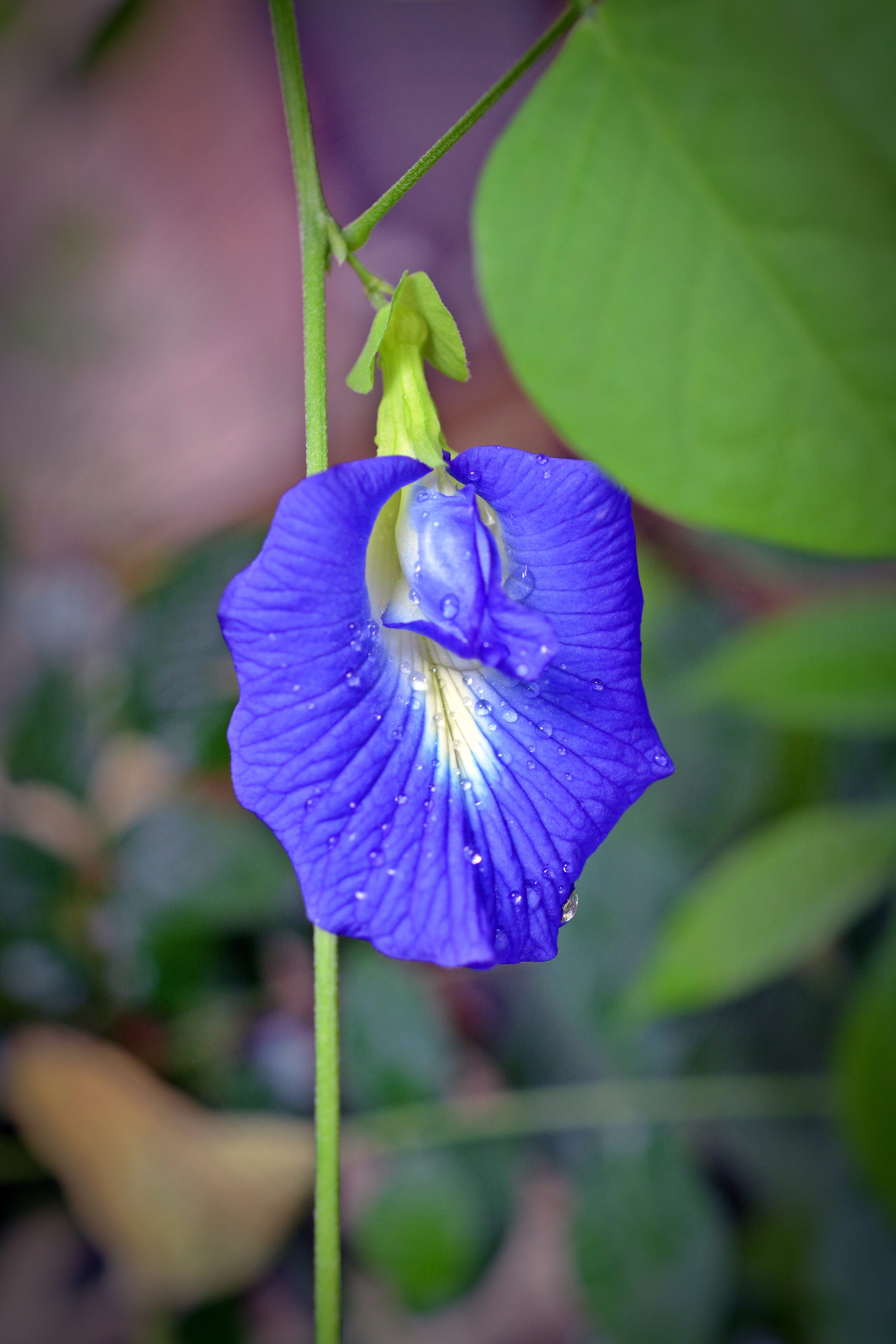 focus on foreground, blue, no people, 5K, growth, leaf, petal, clitoria ternatea, beauty in nature, flowering plant, blossom, vulnerability, day, inflorescence, Phone HD Wallpaper