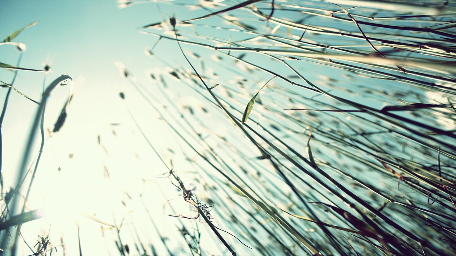 close-up, full frame, sunlight, plant, water, winter, worms eye view, outdoors, tranquility, focus on foreground, no people, growth, selective focus, nature, HD Wallpaper