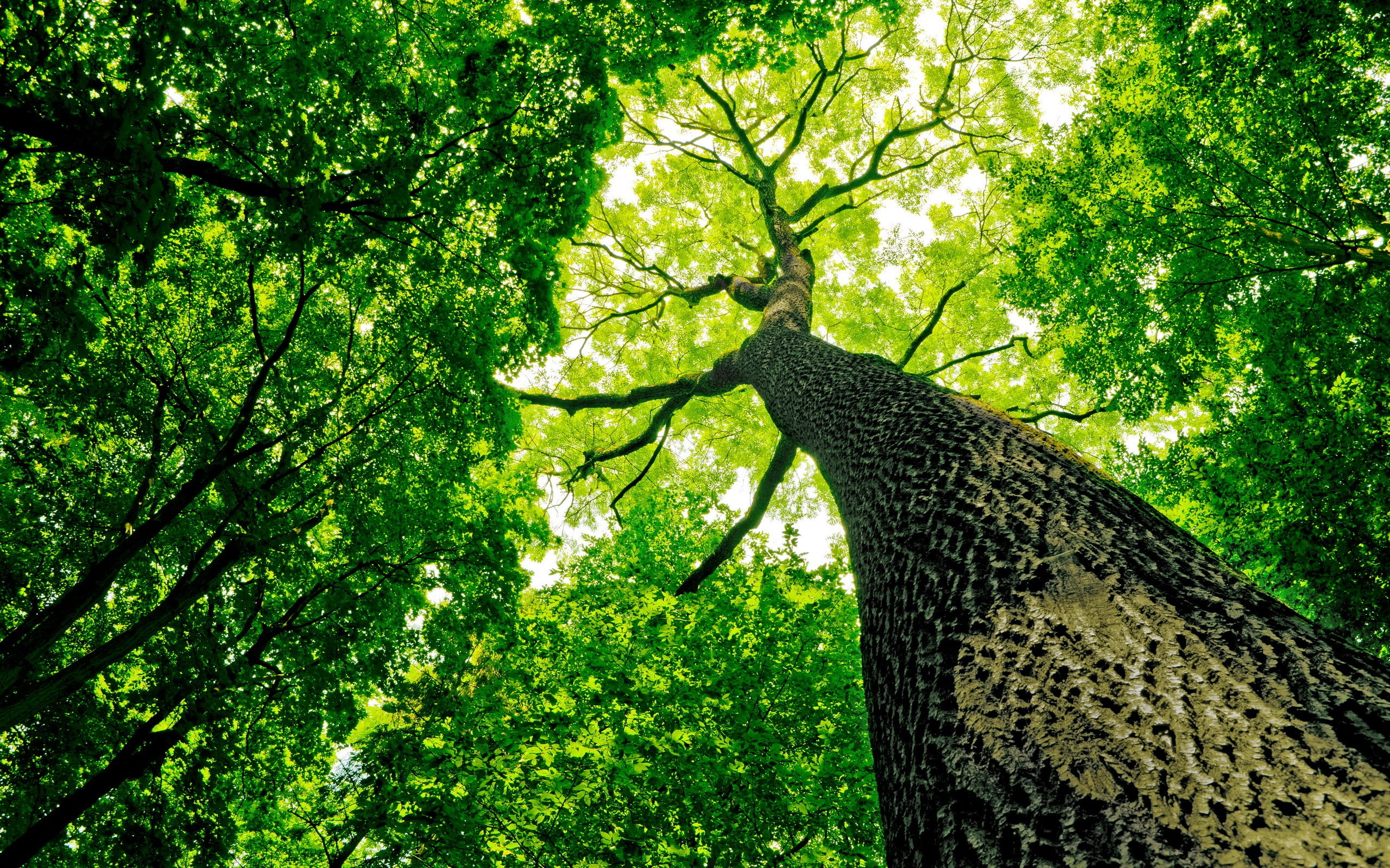2K, worms eye view, nature, trees, HD Wallpaper