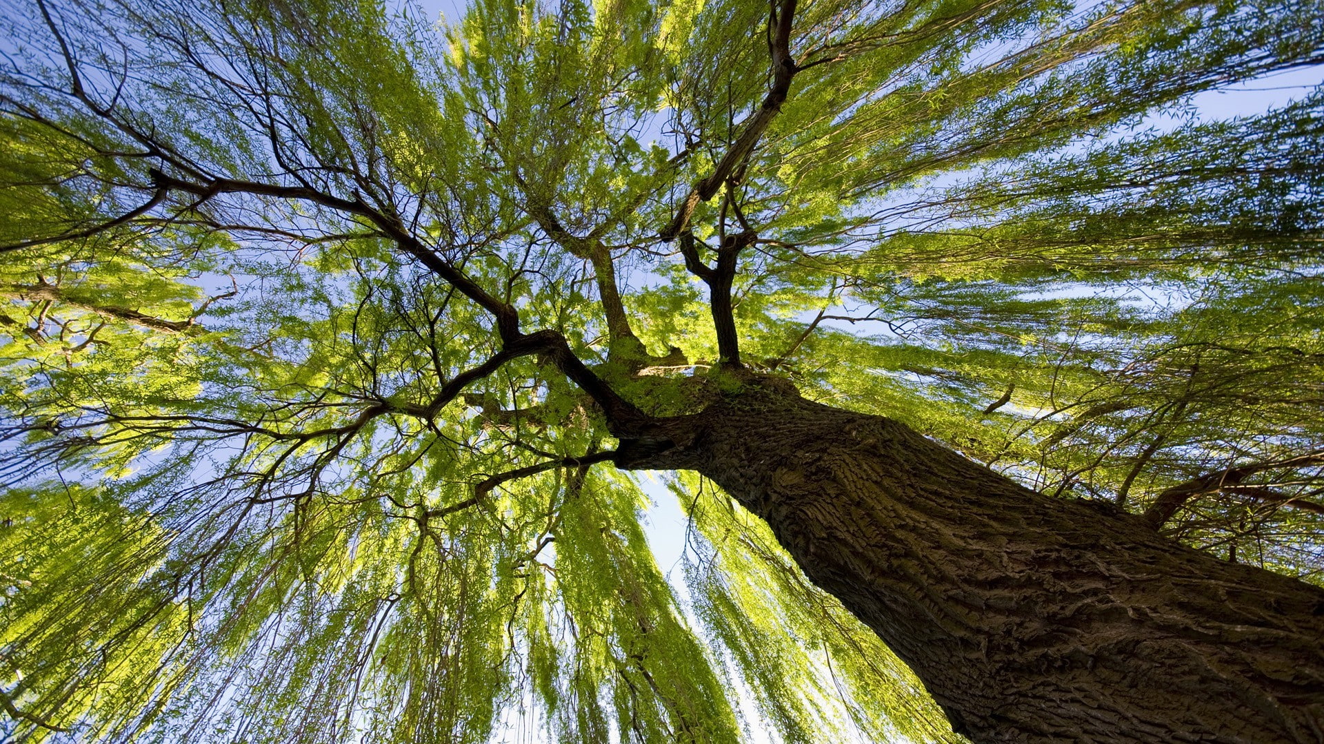 worms eye view, trees, 1080P, HD Wallpaper