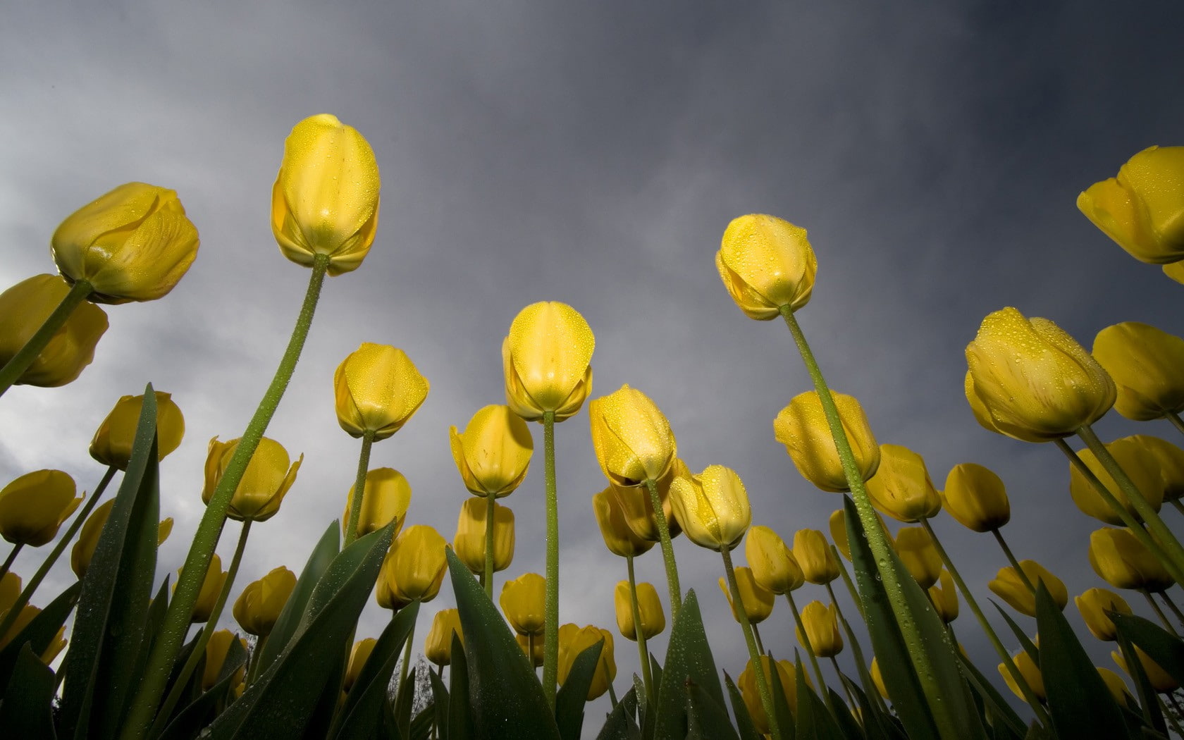 dew, worms eye view, yellow flowers, tulips, flowers, 720P, HD Wallpaper