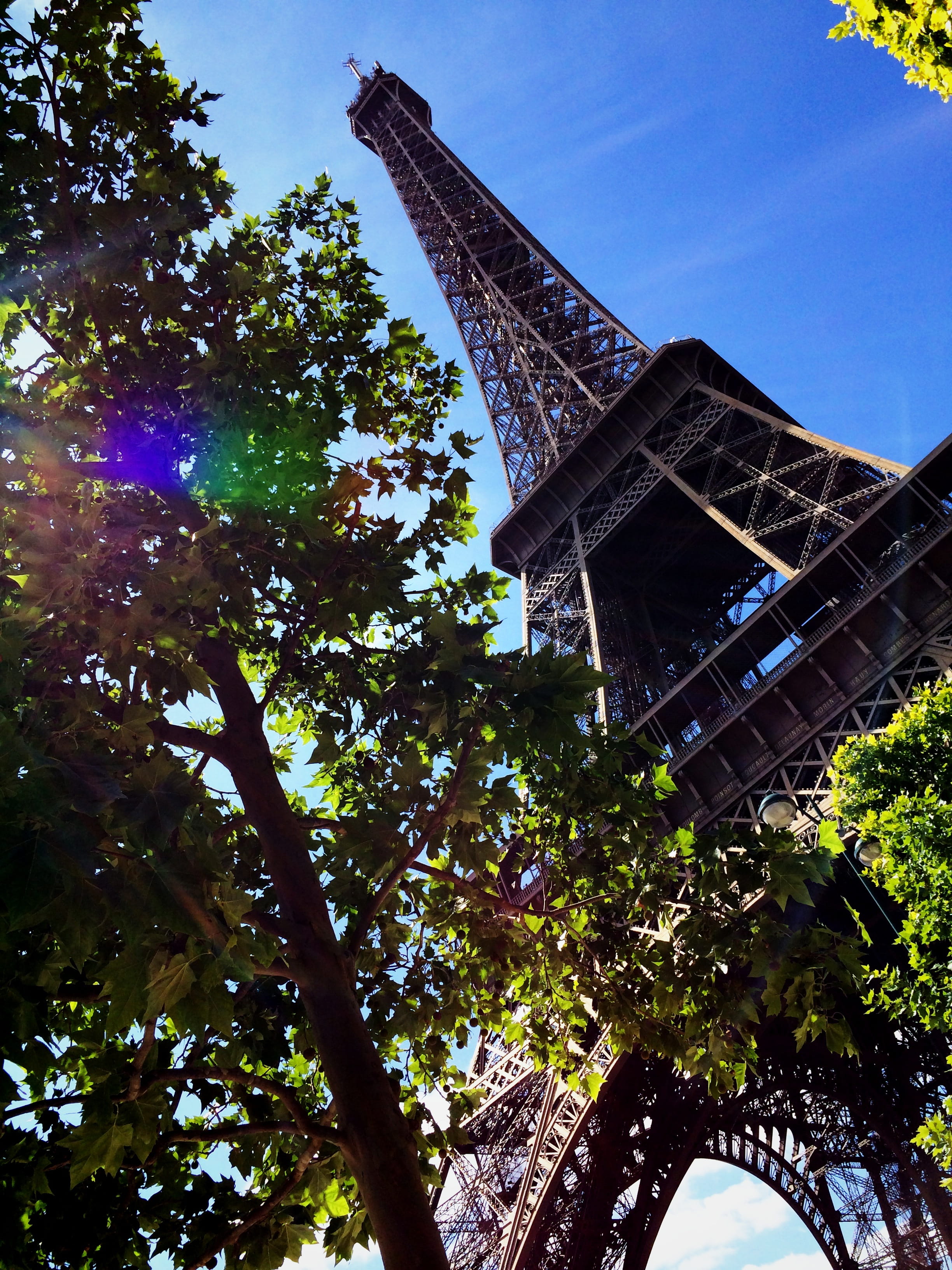 paris - France, architecture, eiffel, branch, brown, metal, tall - high, outdoors, built Structure, france, international Landmark, nature, Eiffel tower, Phone HD Wallpaper