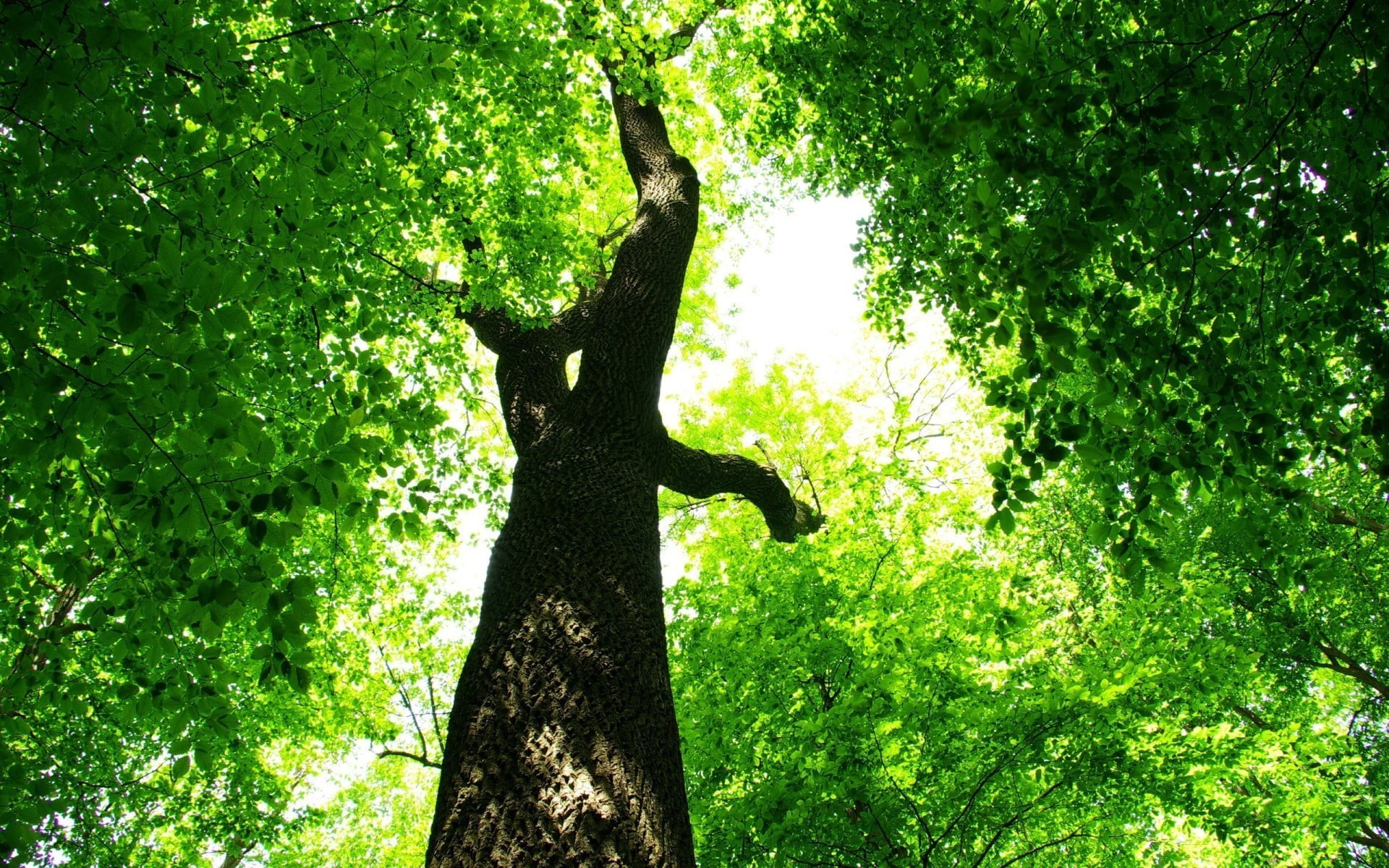 brown, low angle view, nature, branch, plant, beauty in nature, plants, 1080P, trunk, forest, no people, foliage, growth, leaves, tranquility, sunlight, HD Wallpaper