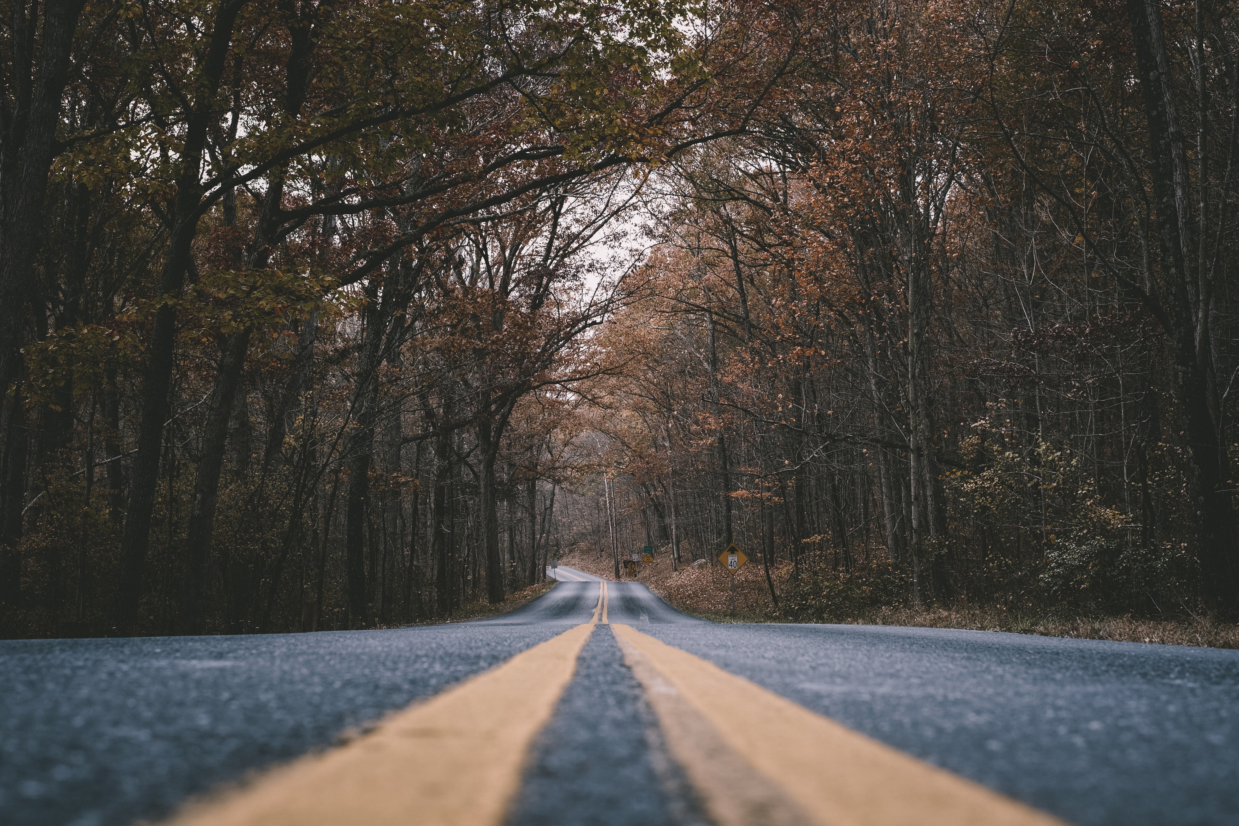 road, trees, worms eye view, fall, 4K, asphalt, HD Wallpaper