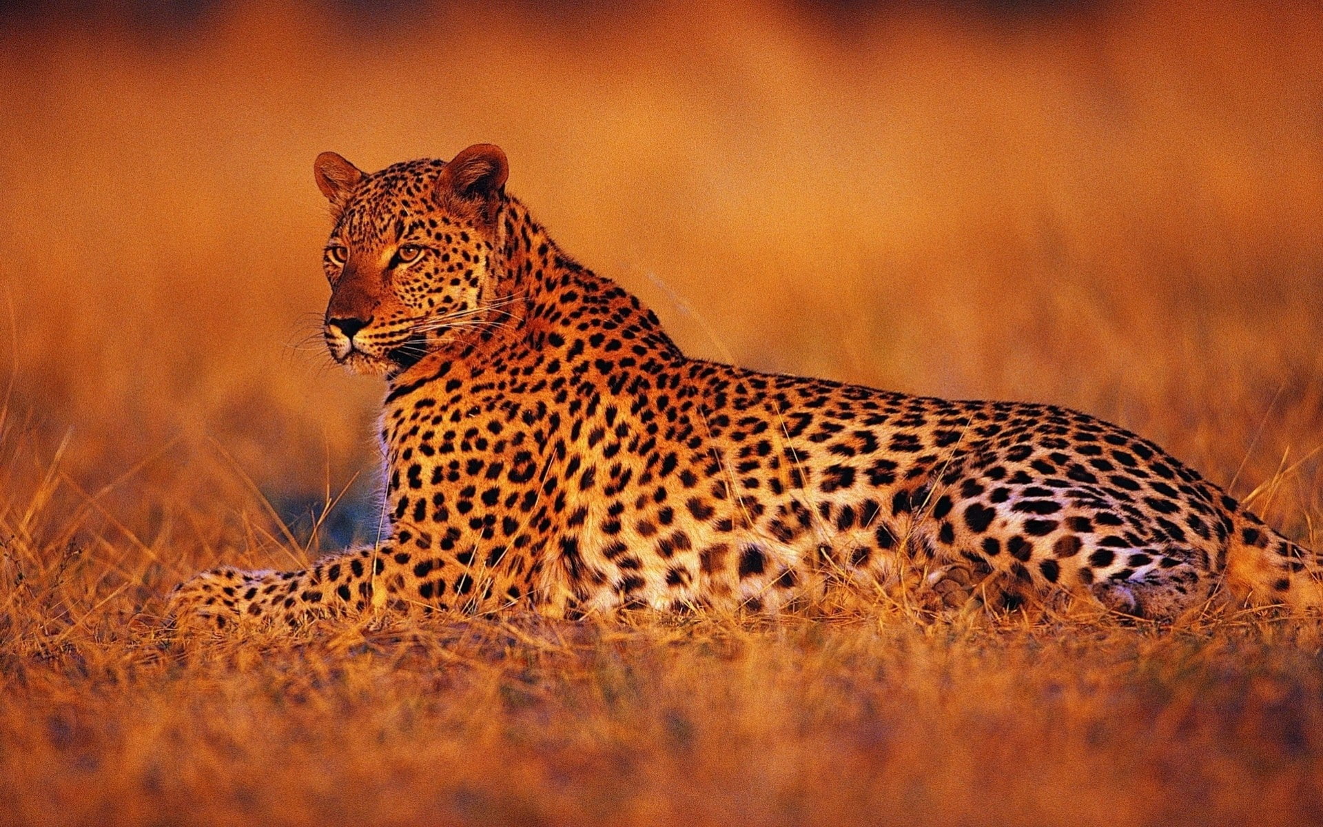 savannah, holiday, sunset, Africa, animal, 1080P, Leopard, night, HD Wallpaper