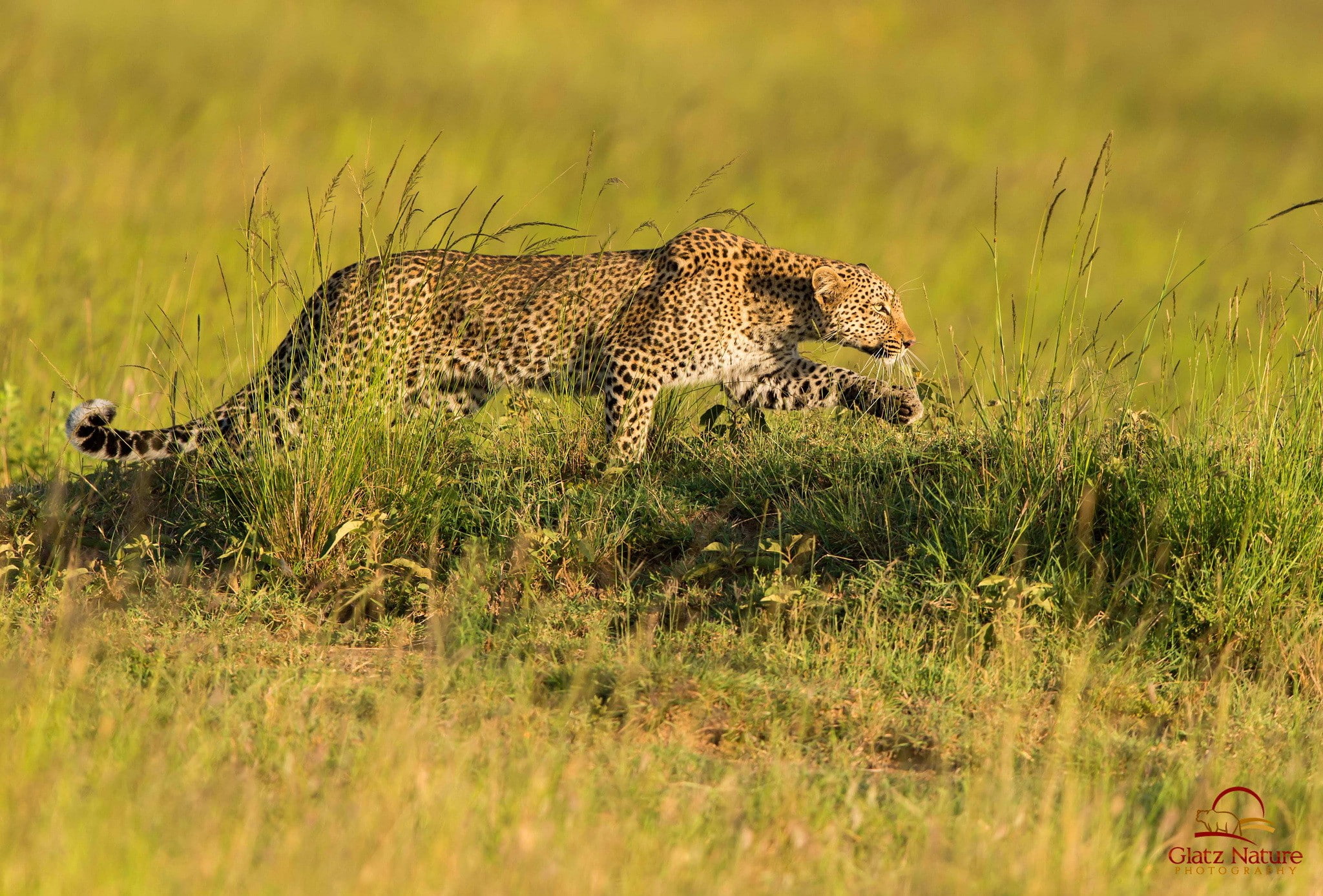 savannah, predator, hunting, Leopard, 1080P, HD Wallpaper