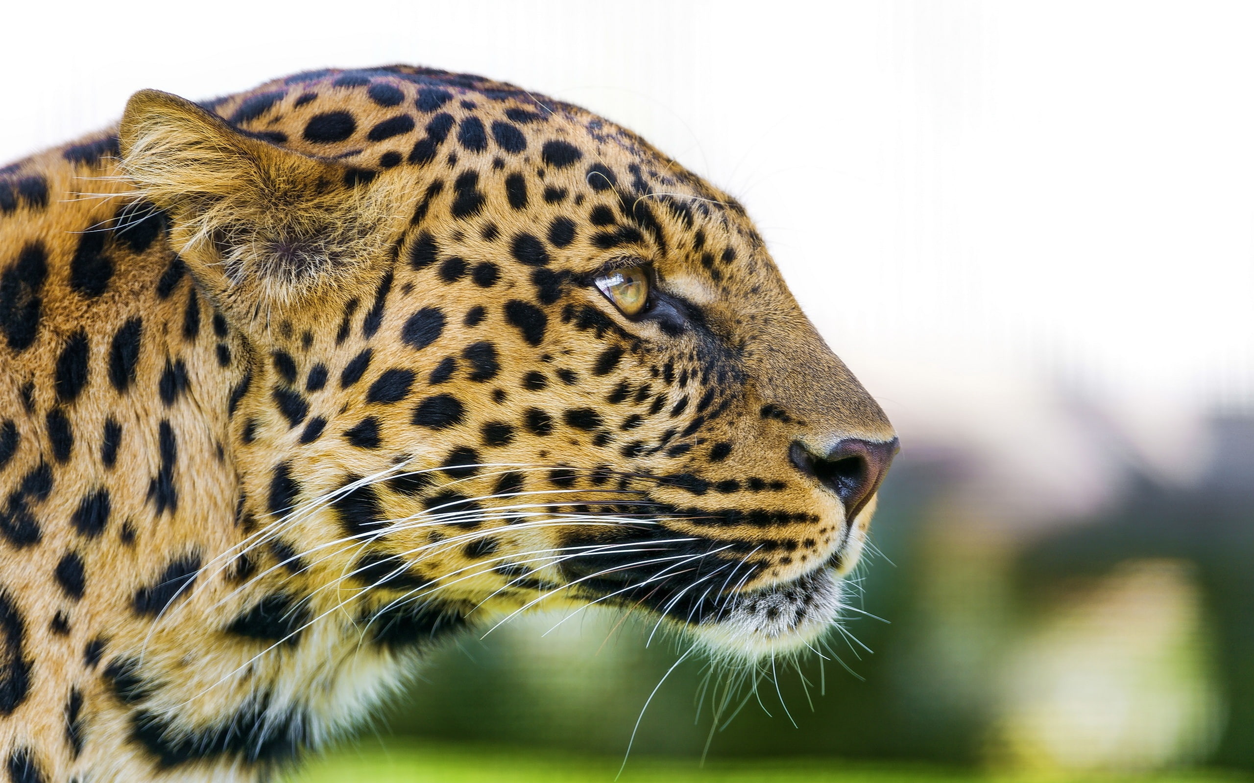 Leopard, Eyes, Predator, Animal, brown, 2K, Face, HD Wallpaper