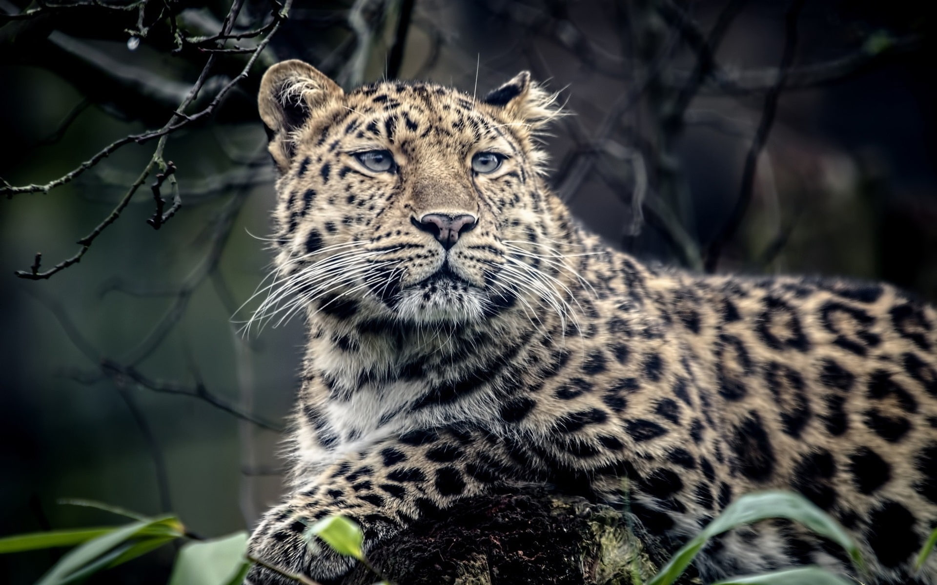 1080P, Predator, Animal, Leopard, HD Wallpaper