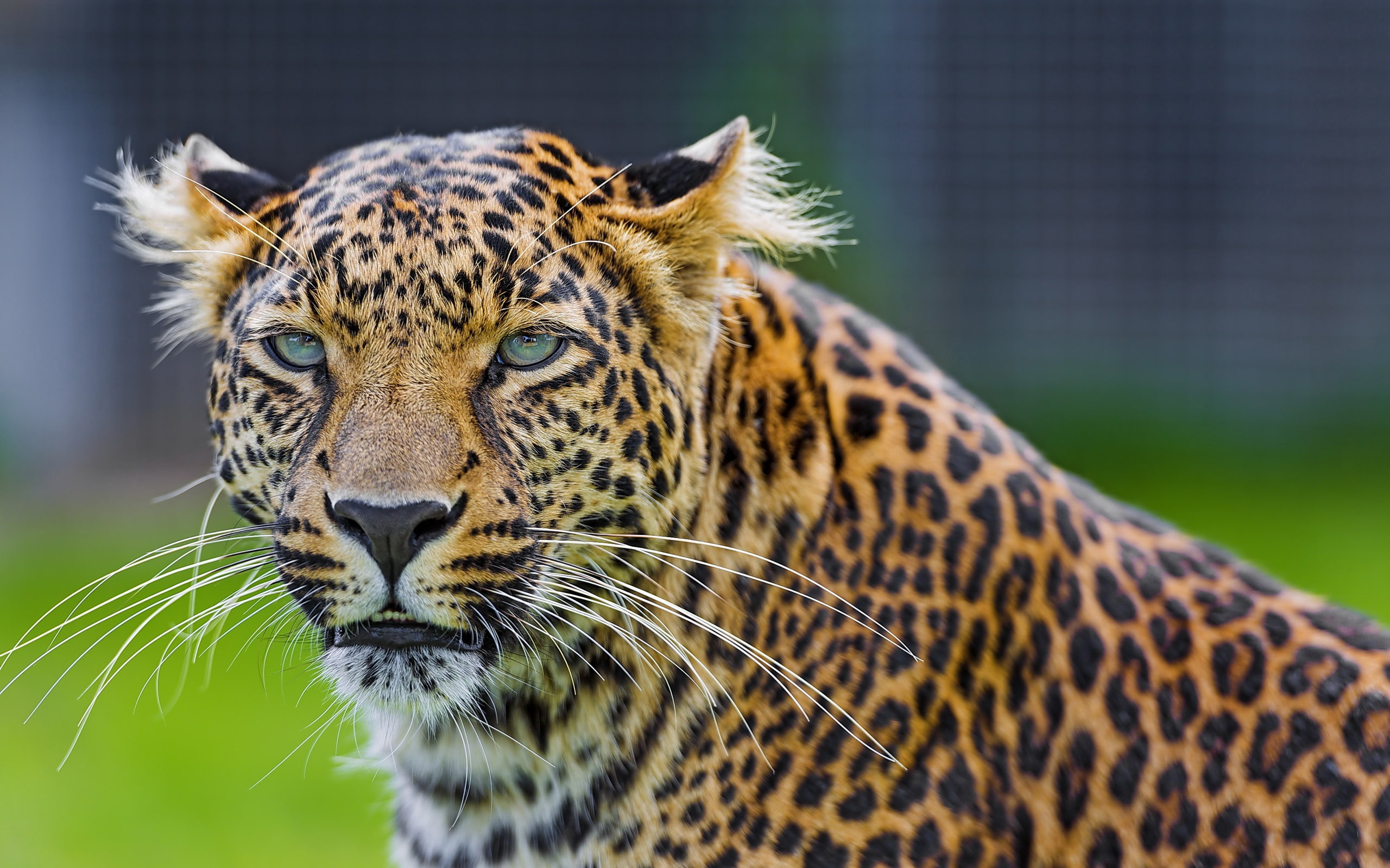 Animals, 2K, adult, Eyes, Green, Leopard, Face, Predator, HD Wallpaper
