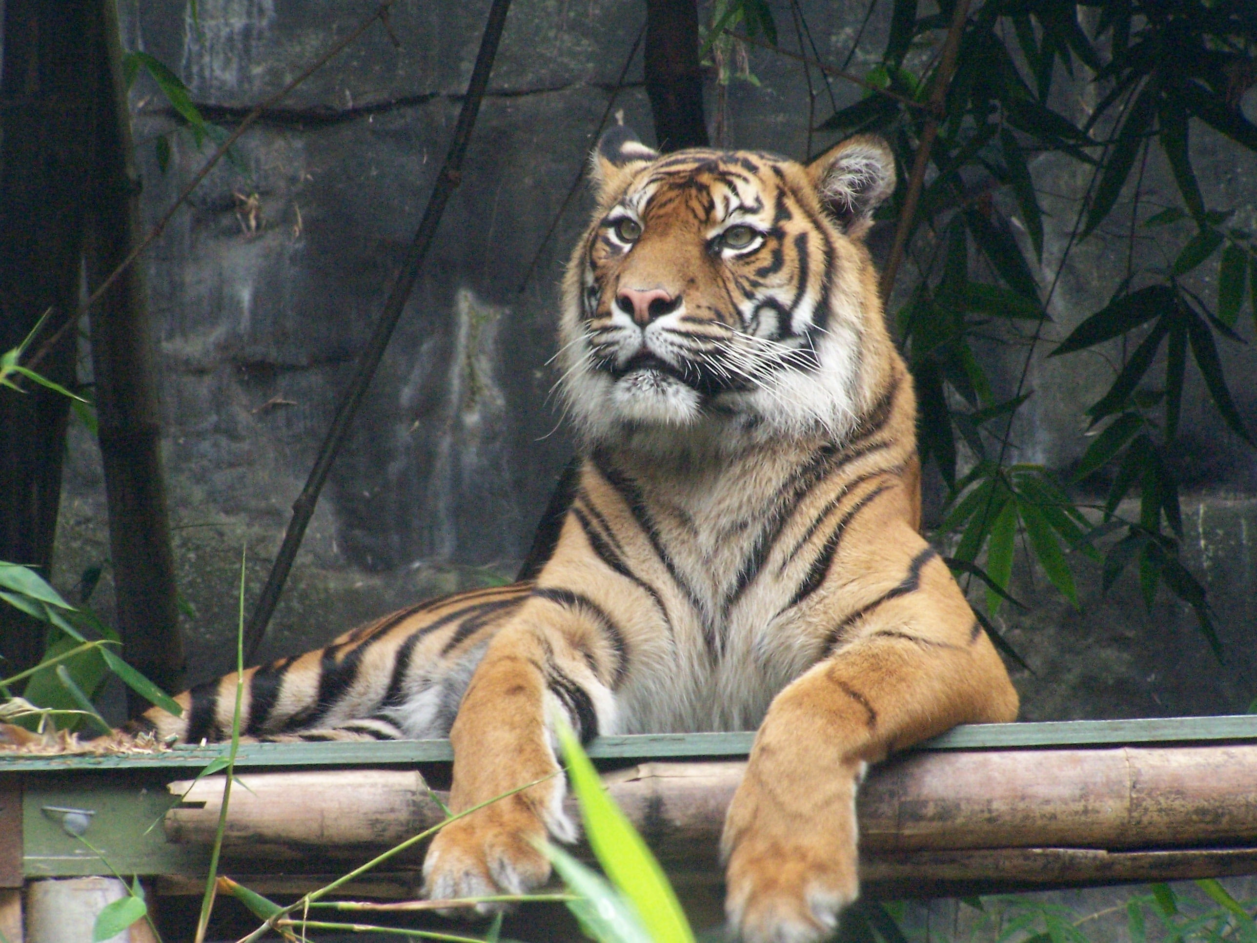 carnivore, predator, no people, relaxation, bamboo - plant, brown, animal, mammal, green, dangerous, undomesticated cat, carnivora, feline, animals in captivity, HD Wallpaper