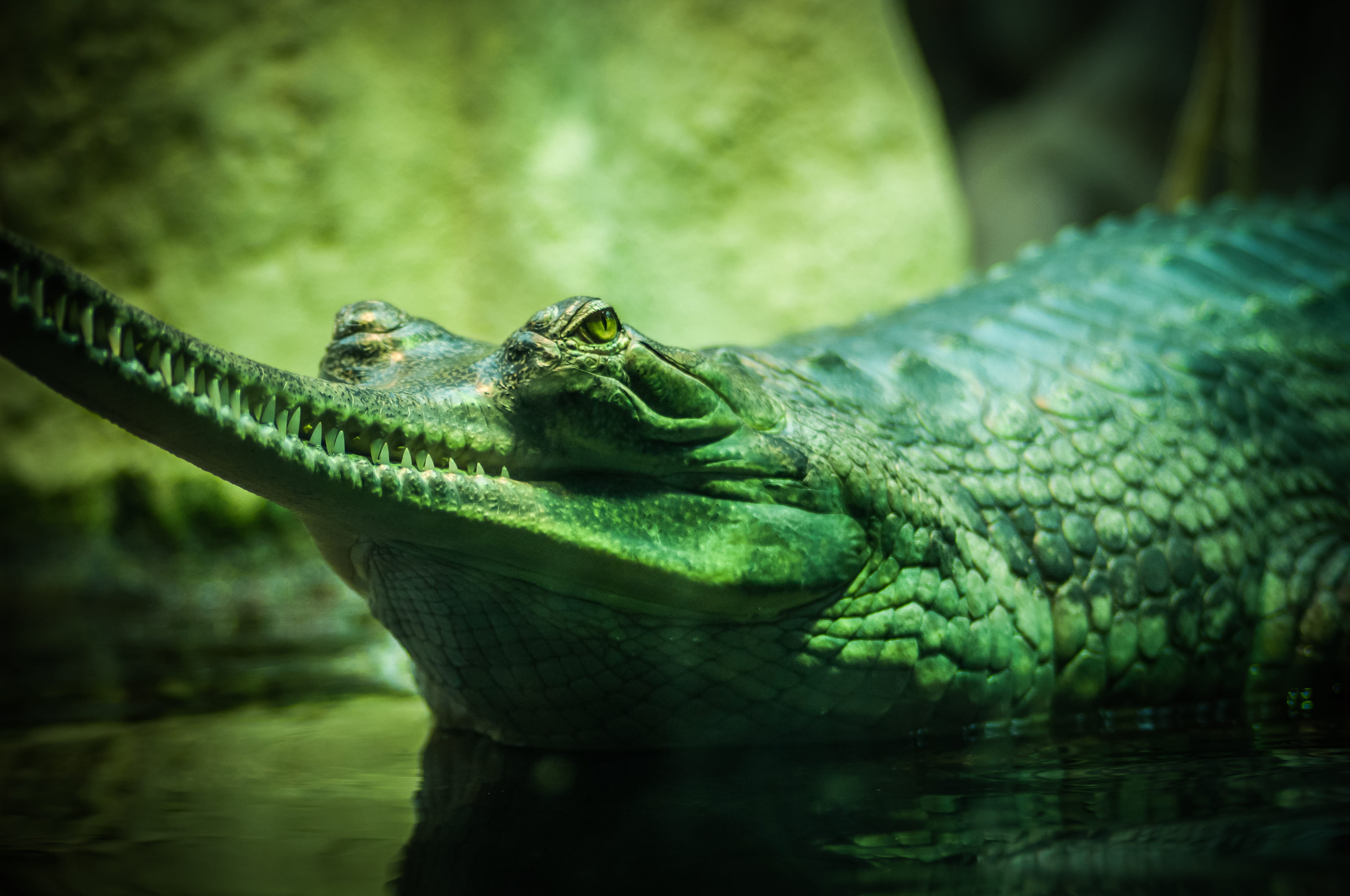 animal scale, wild, close-up, green, animal eye, one animal, animal, hunter, aligator, animal body part, closeup, animals in captivity, cold-blooded, dinosaur, HD Wallpaper