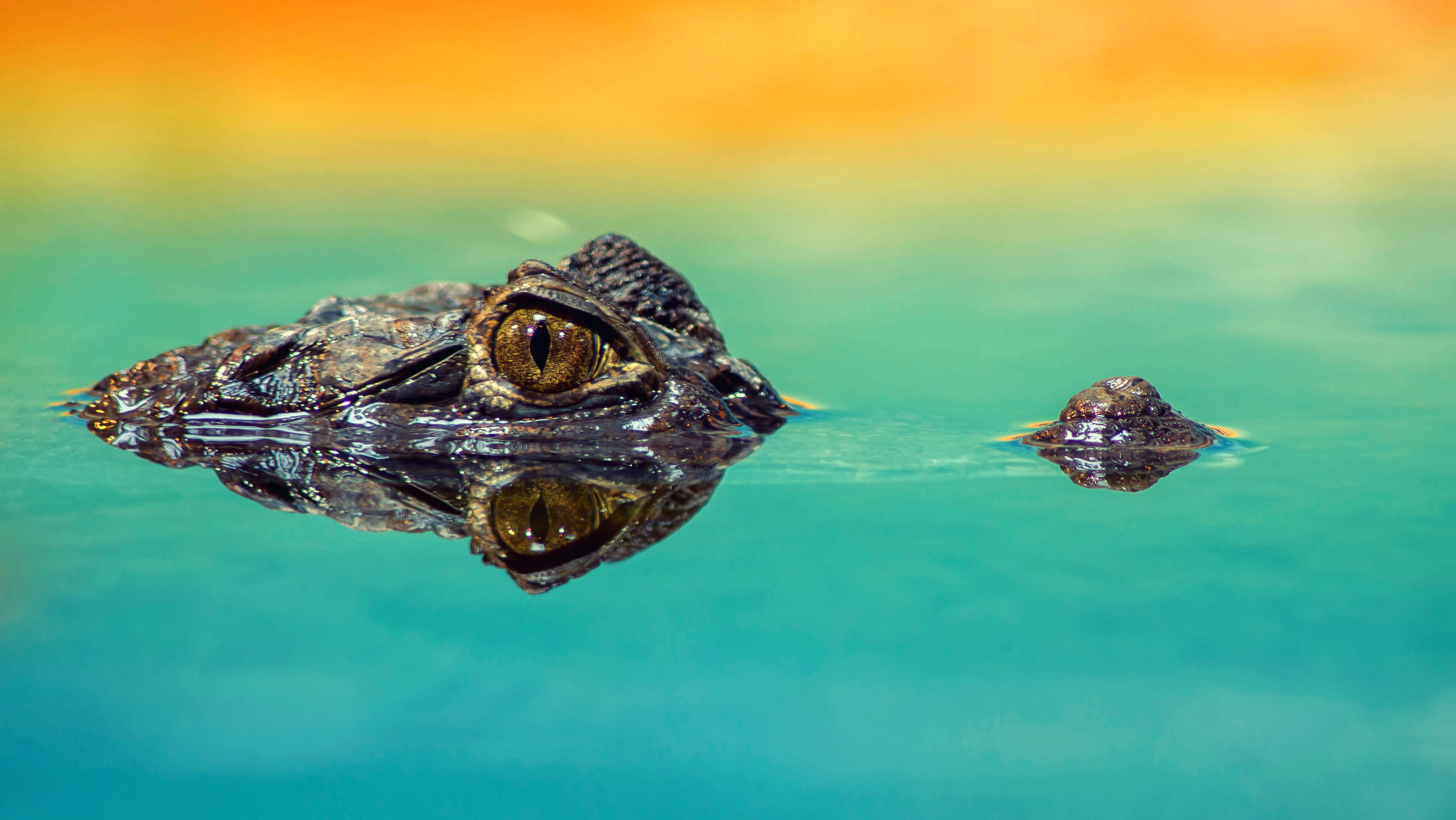 crocodile, scale, zoo, animal head, close-up, body, one animal, mouth open, animal wildlife, focus on foreground, animal themes, swimming, animals in the wild, HD Wallpaper
