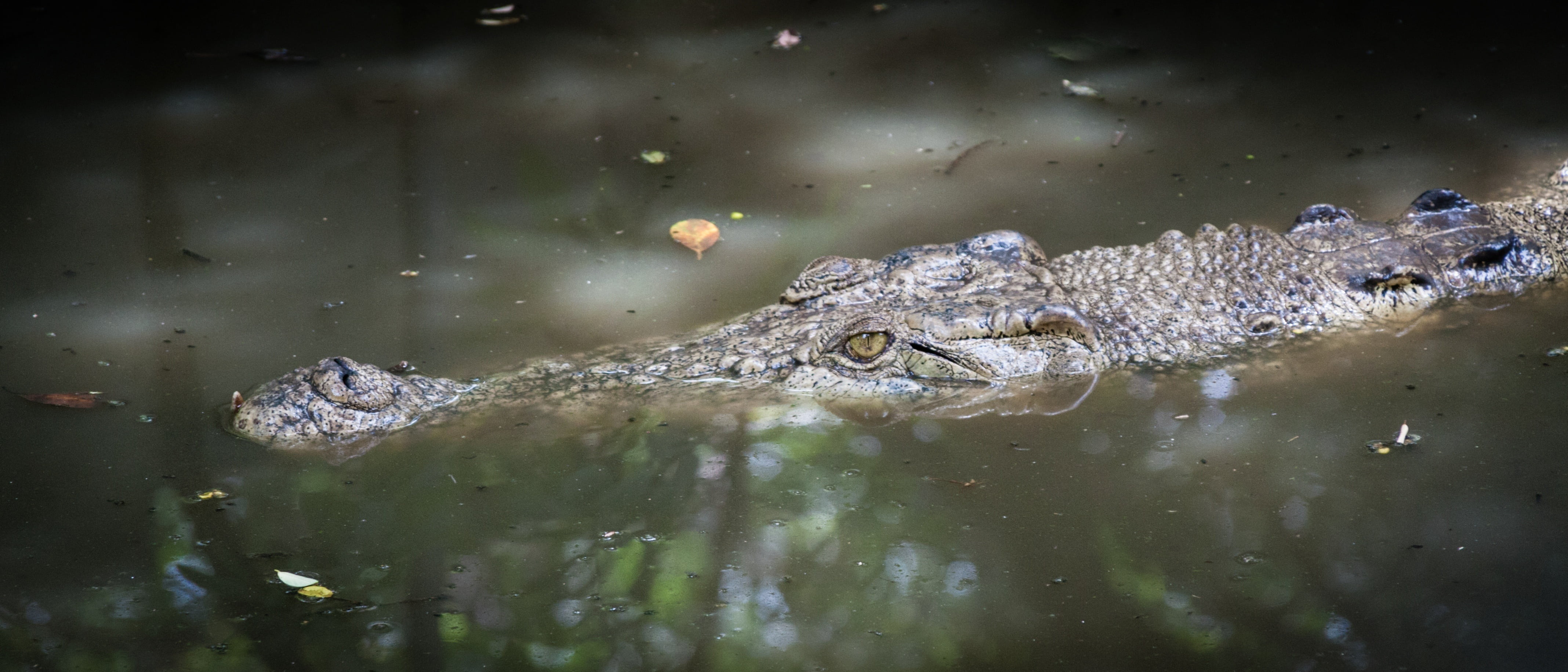 animals In The Wild, danger, communication, outdoors, swamp, hunting, sign, gab, crocodile, swimming, wildlife, animal eye, dangerous, one animal, animal, HD Wallpaper