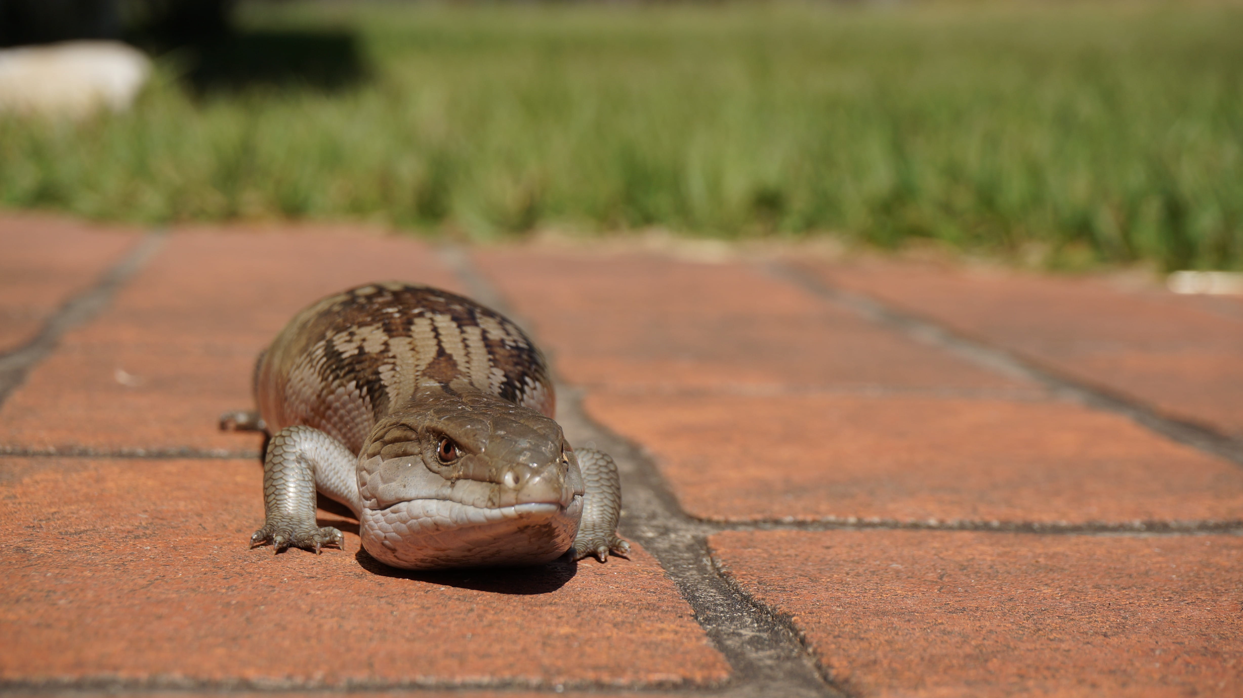 wildlife, footpath, Reptile, full length, outdoors, wild, wilderness, sunlight, selective focus, animals in the wild, focus on foreground, Blue Tongue, HD Wallpaper
