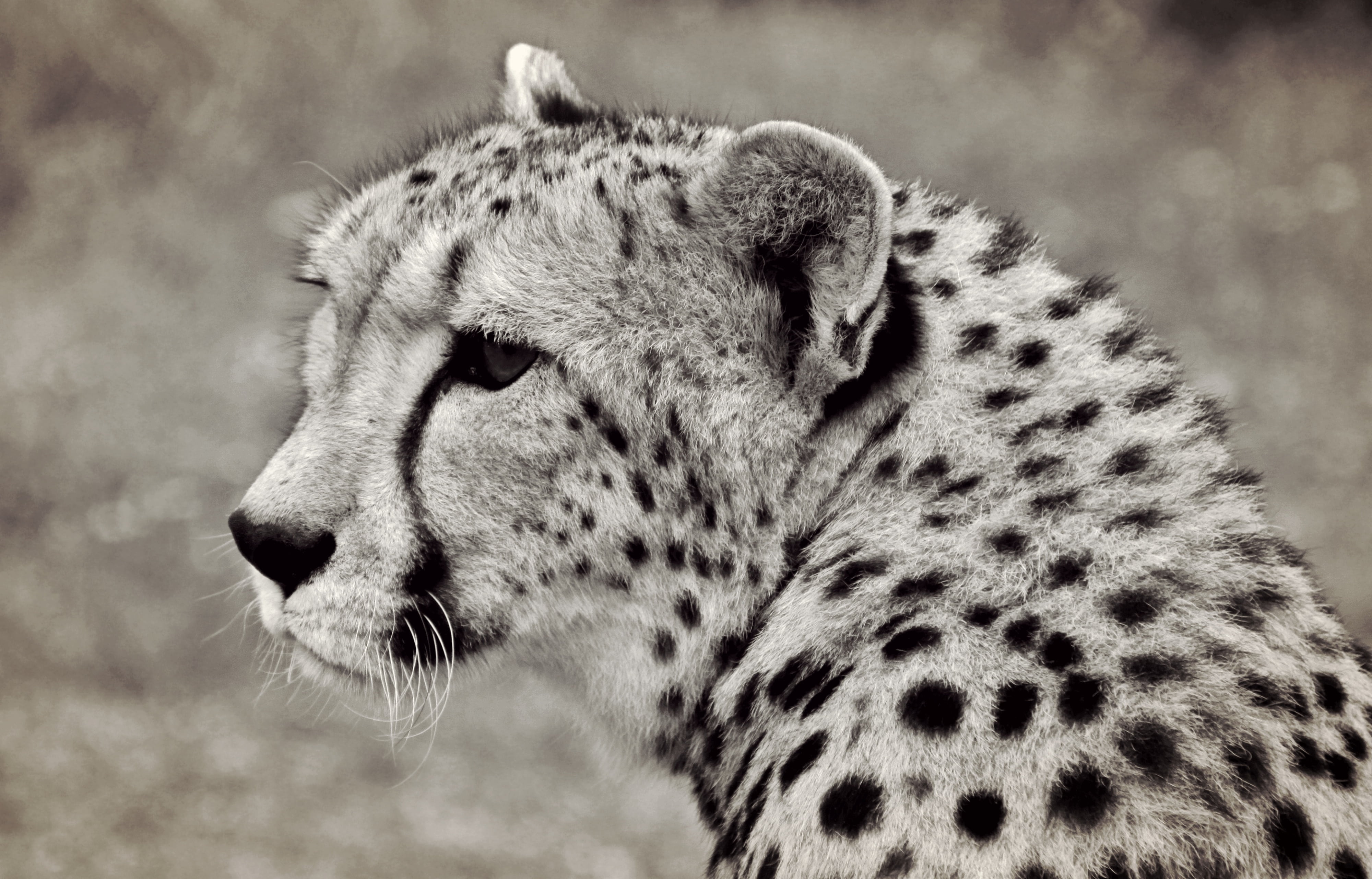 adventure, one animal, focus on foreground, black and white, whisker, africa, spotted, head drawing, safari animals, mammal, close-up, animal body part, HD Wallpaper