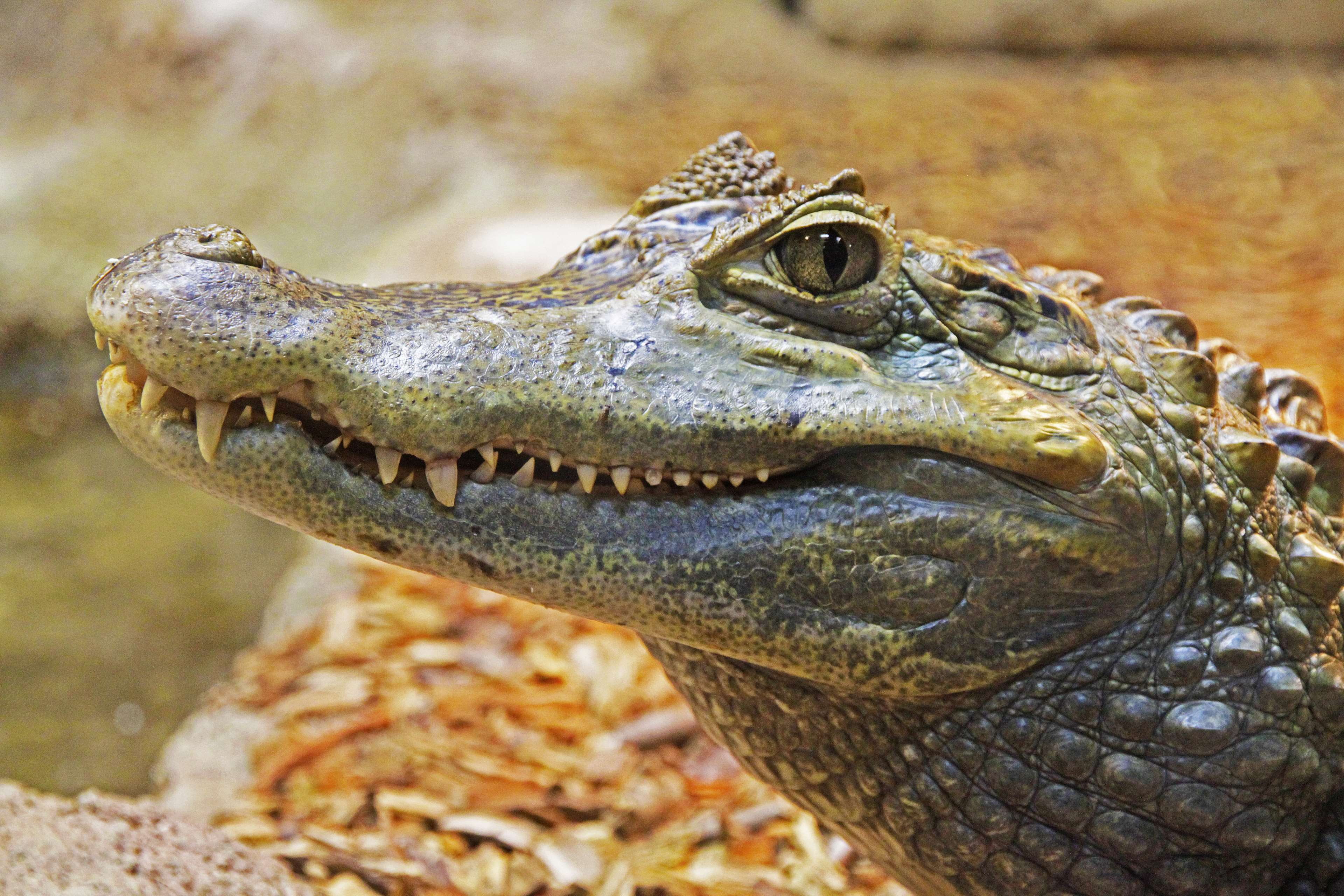 everglades, carnivore, animal, day, animal mouth, scary, wildlife, animal wildlife, animal themes, communication, one animal, crocodile, american, animal body part, HD Wallpaper