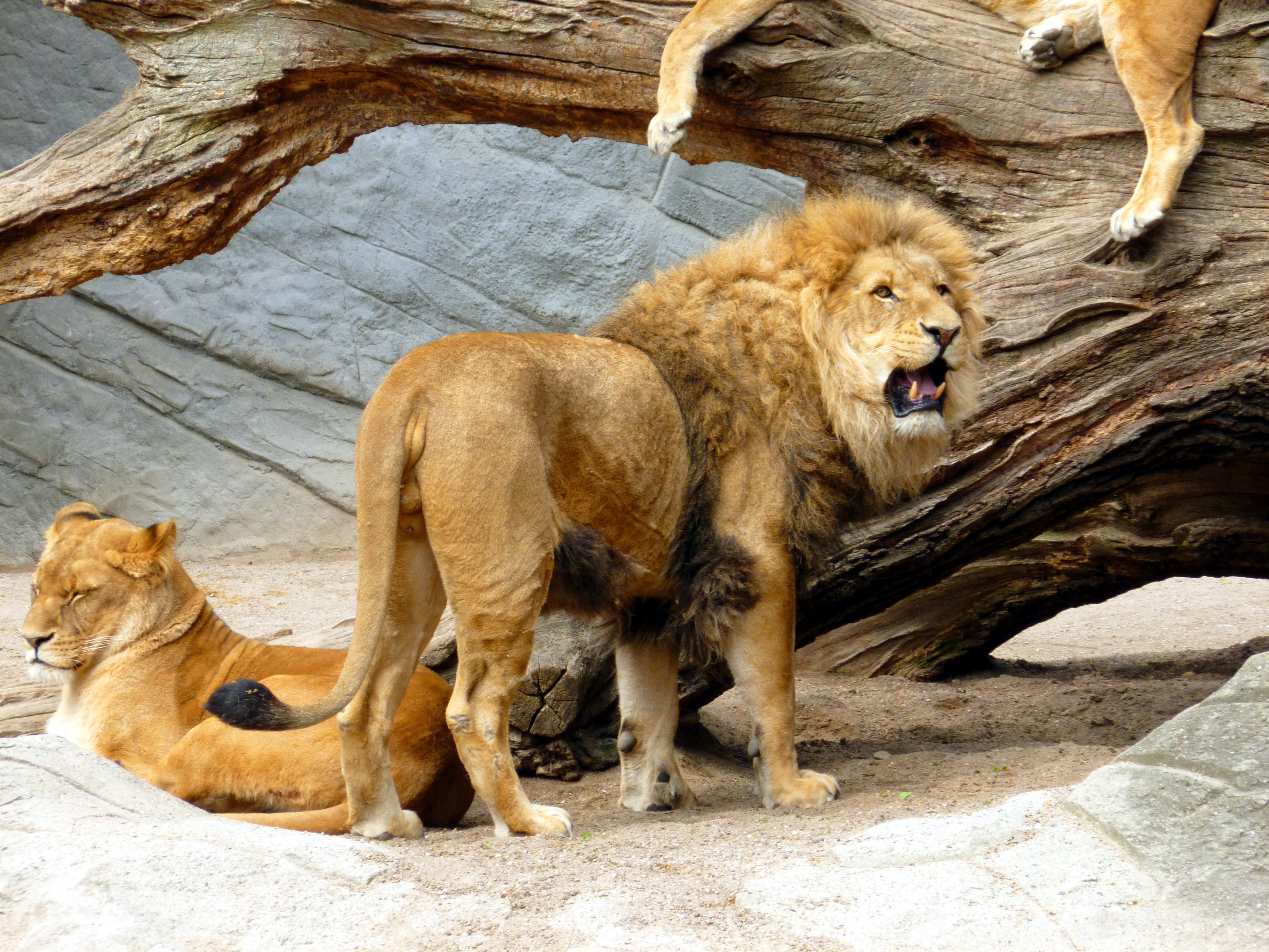 predator, lion - feline, animal family, pack, female animal, two animals, creature, outdoors, vertebrate, mammal, feline, brown, day, group of animals, HD Wallpaper