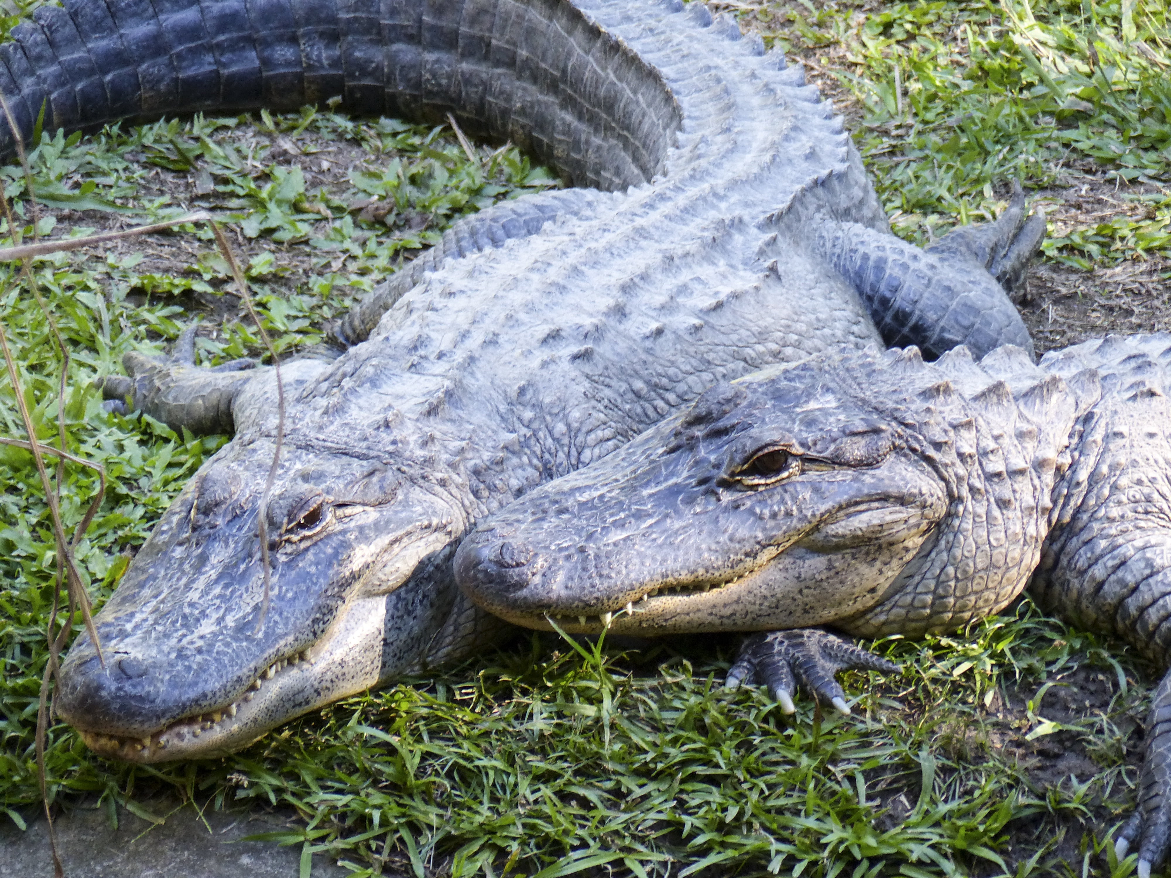 warning sign, vertebrate, amphibian, animal wildlife, no people, teeth, 4K, leather, animal, crocodile, reptile, tropical, grass, animals in the wild, HD Wallpaper