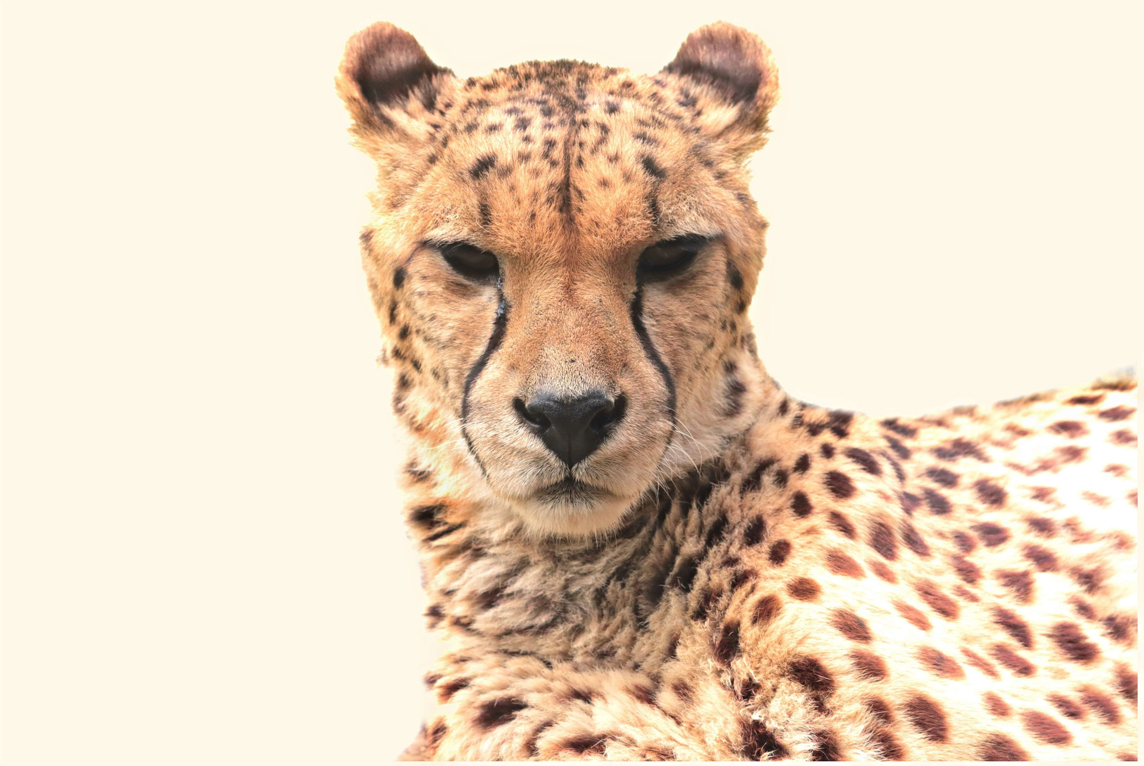 animal body part, wild animal, animal, feline, head drawing, animal markings, mammal, one animal, looking at camera, 4K, wilderness, predator, cat, close-up, HD Wallpaper