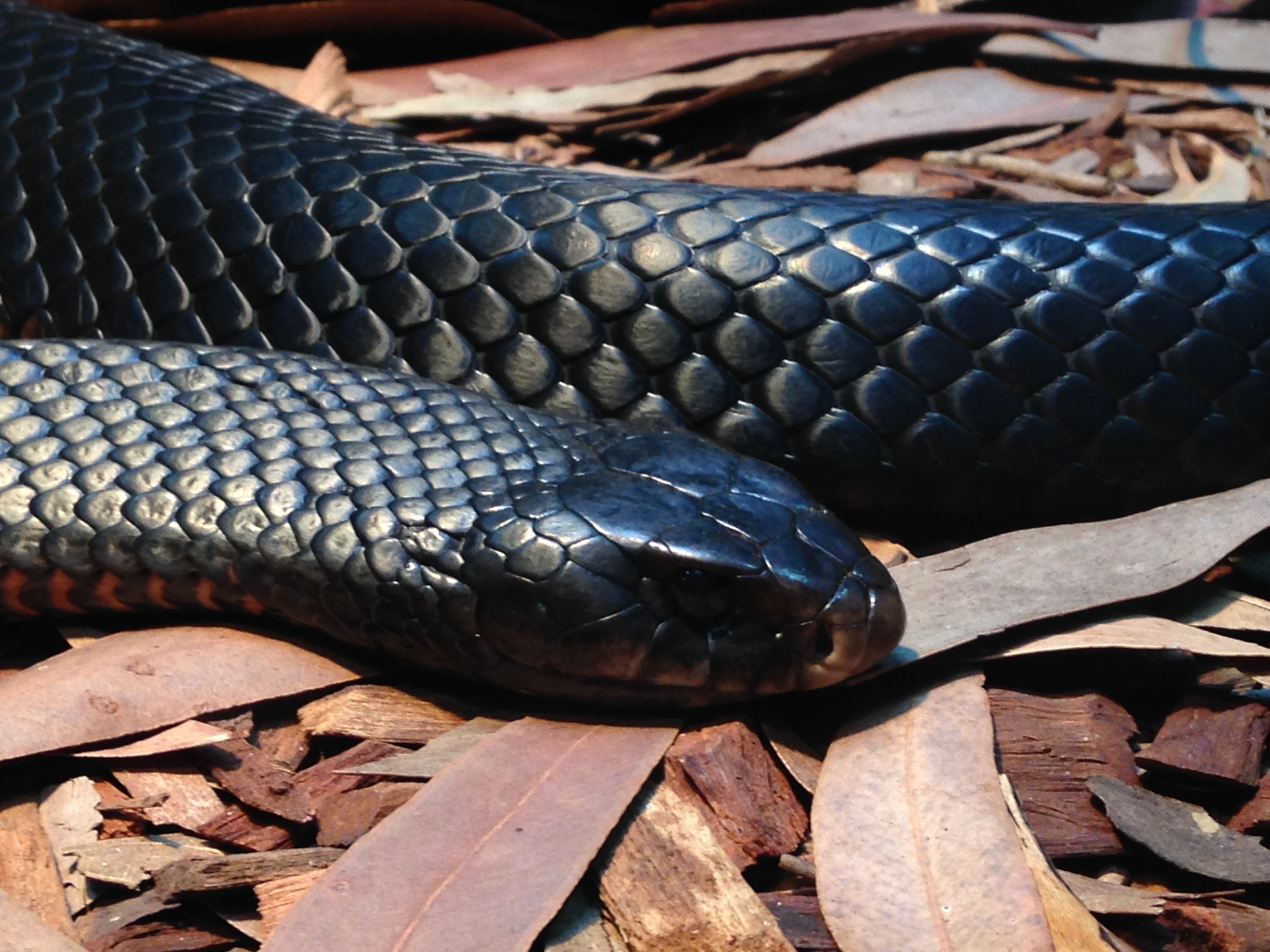 fauna, scales, reptile, vertebrate, no people, animal wildlife, snake, animal, black color, one animal, black, focus on foreground, venom, scary, wild, HD Wallpaper