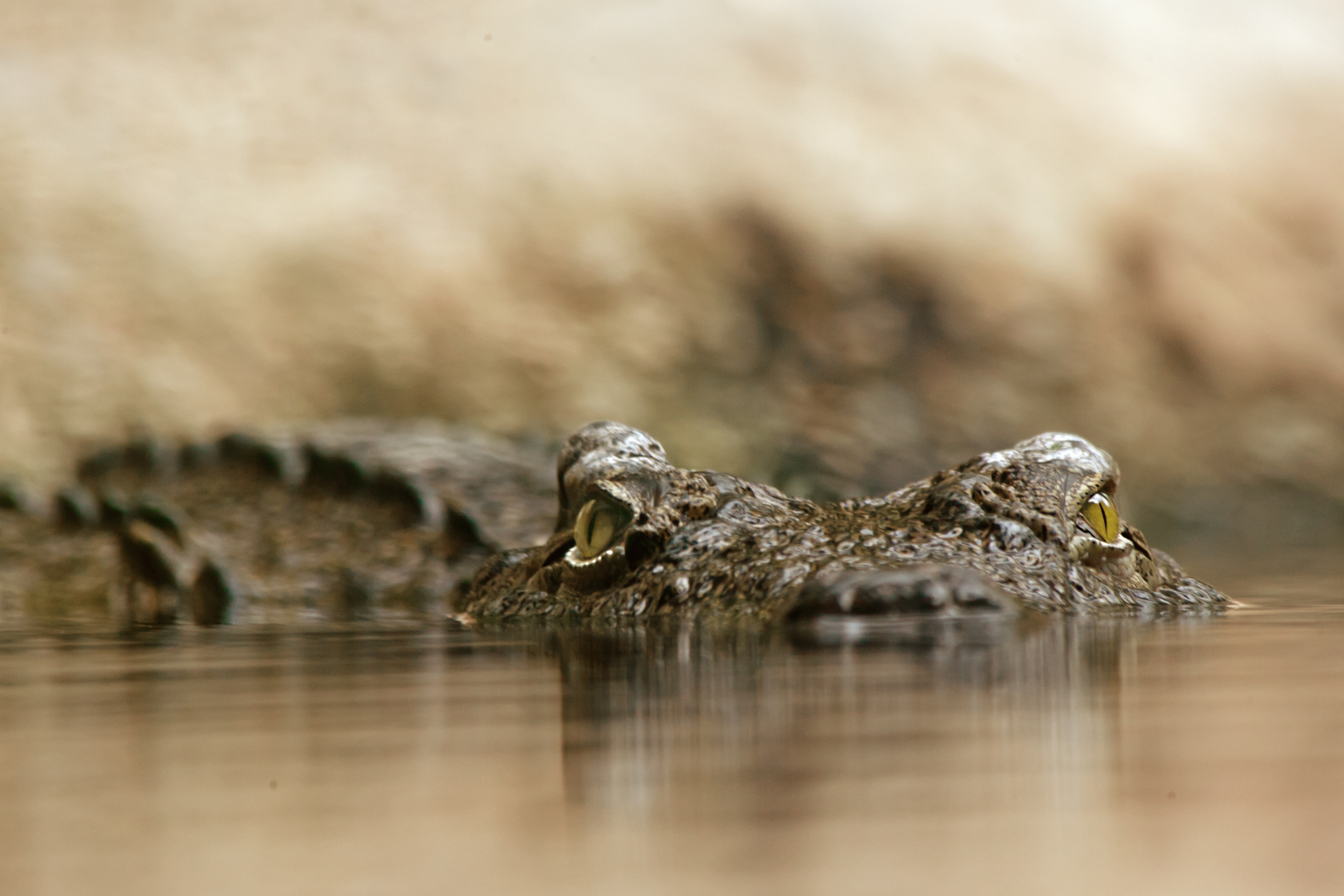 dangerous, surface level, animal body part, selective focus, sign, one animal, animal eye, communication, animal wildlife, photography, close, nature, close-up, HD Wallpaper