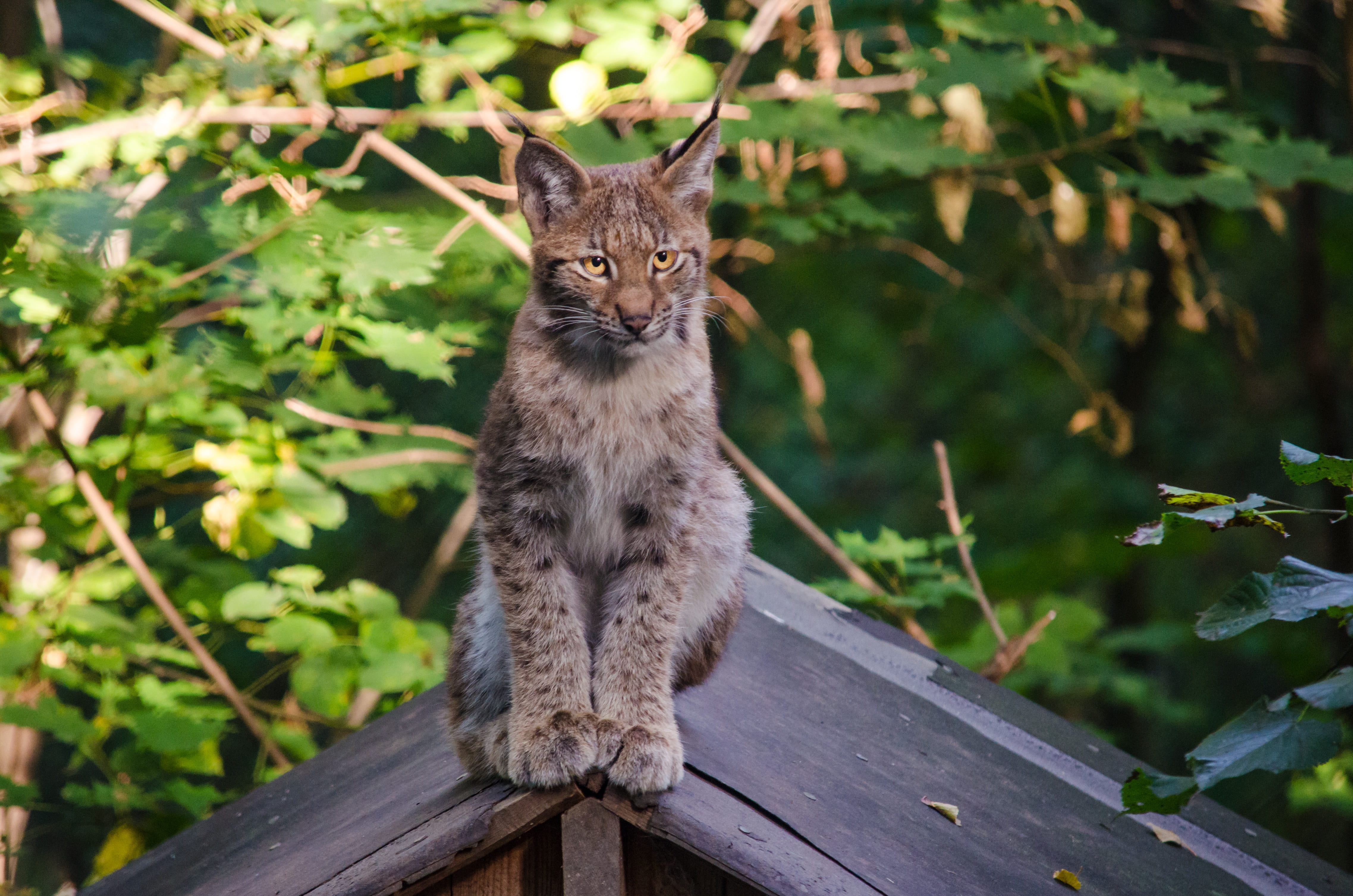 brown, lynx, wood, vertebrate, creature, wildcat, endangered, animal themes, ears, mammal, tree, wild animal, plant, cat, day, looking at camera, nature, HD Wallpaper