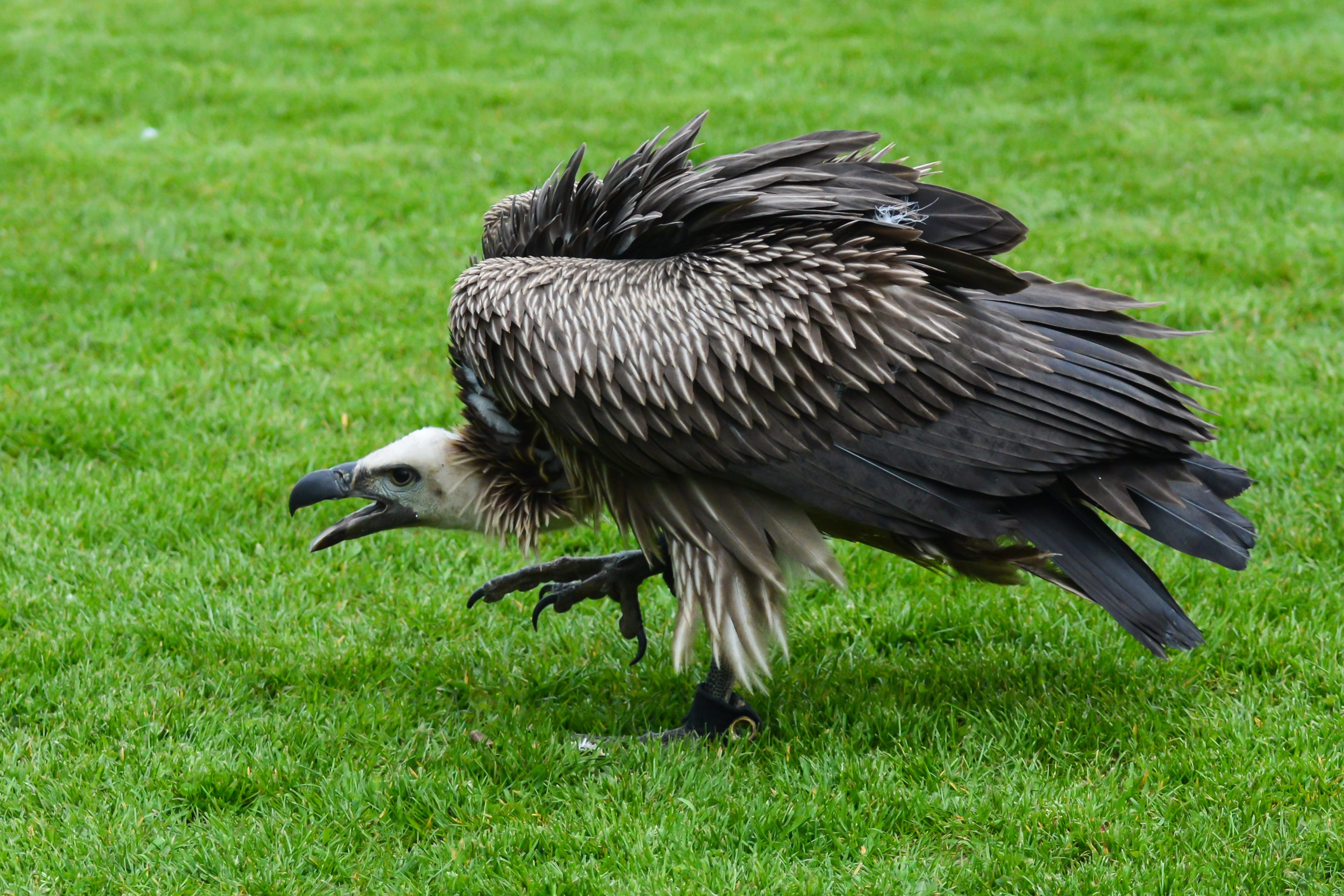 claws, animals in the wild, white, plumage, beak, environment, field, creepy, green, carnivorous, vertebrate, focus on foreground, grass, animal themes, HD Wallpaper