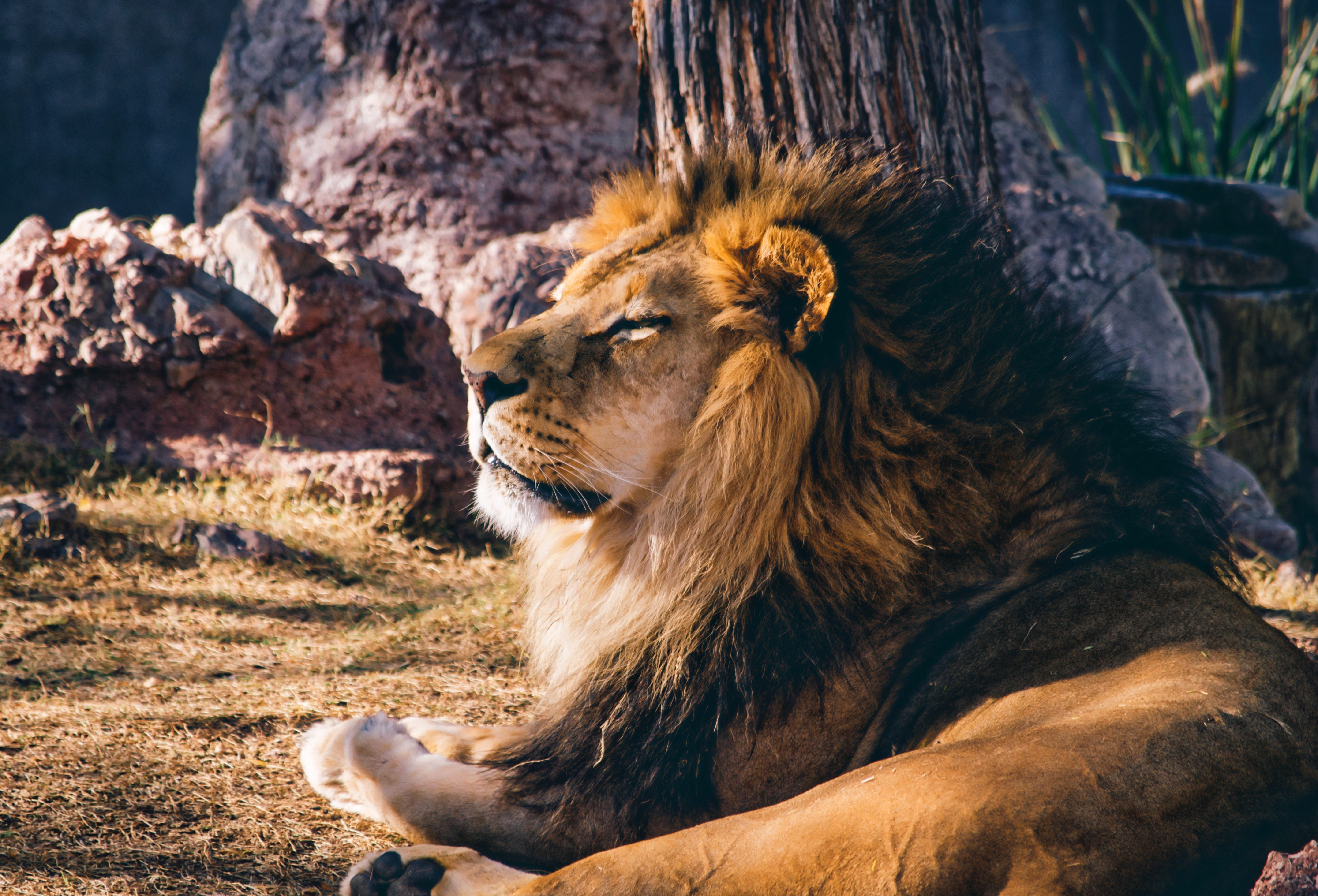 vertebrate, fur, african, tree, carnivora, animals in the wild, mammal, creature, zoo, animal head, focus on foreground, male, relaxation, big, roar, photography, HD Wallpaper