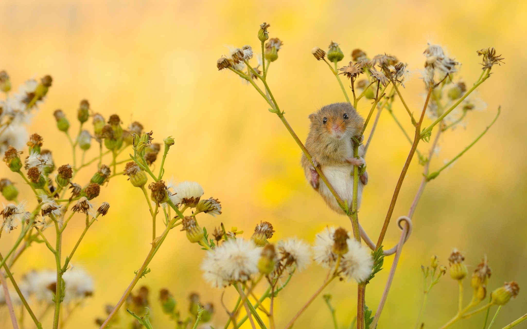 close-up, 1080P, Harvest Mouse, baby, harvest, mouse, HD Wallpaper