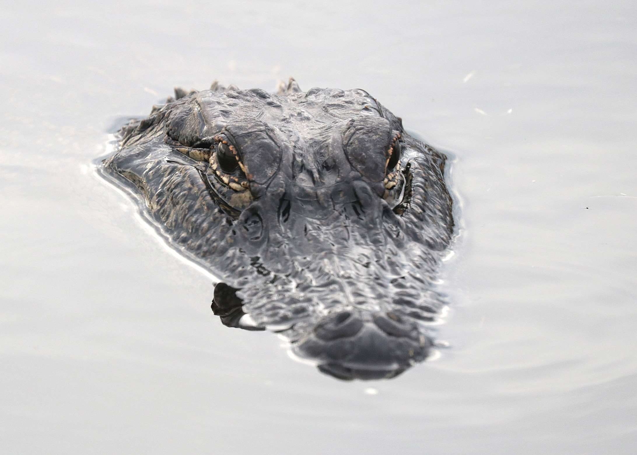 danger, portrait, blur, wildlife, focus, eyes, 1080P, animals in the wild, swimming, nature, crocodile, close-up, marine, river, close up, animal, head, HD Wallpaper