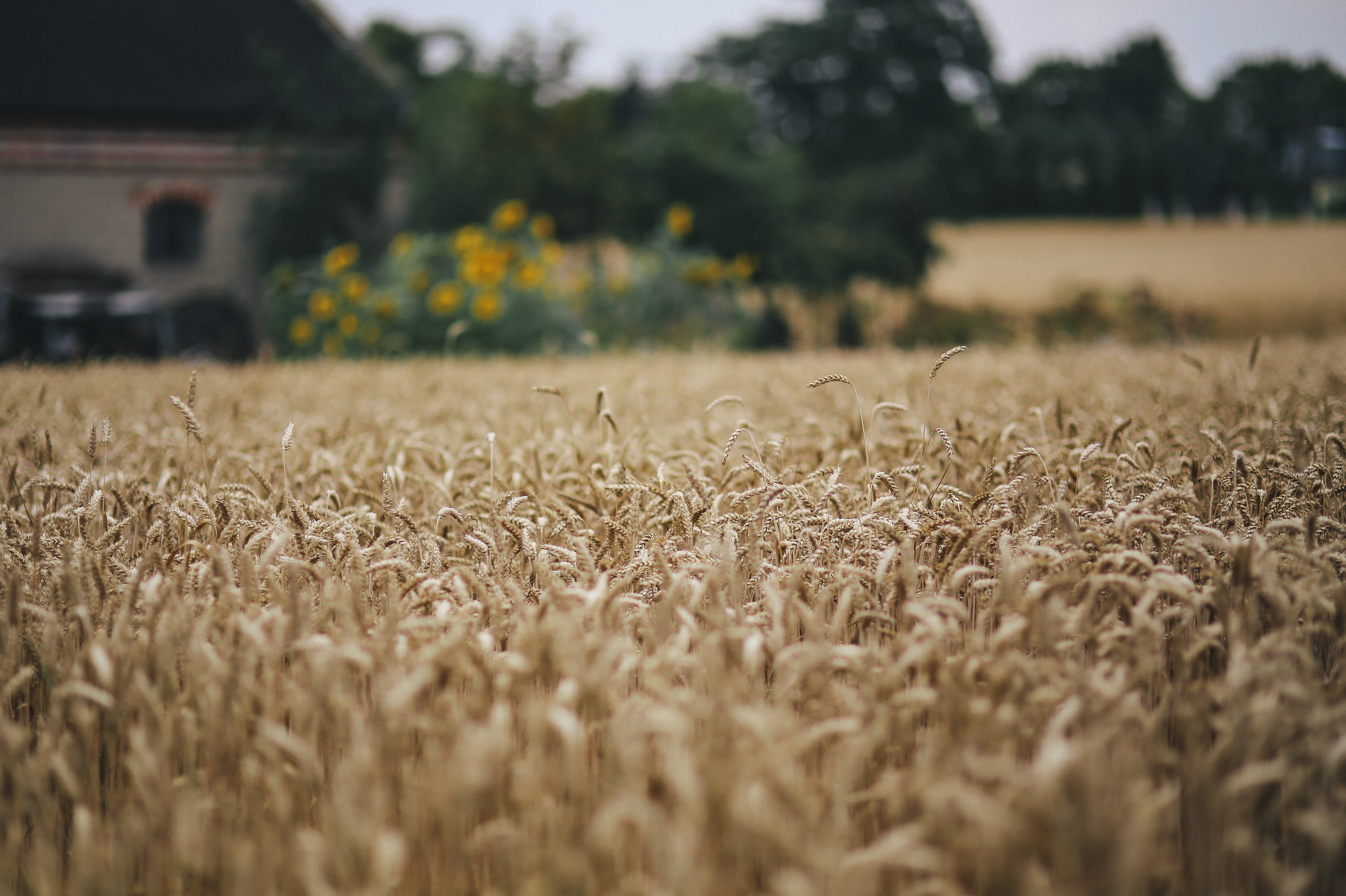 golden, outdoors, rural Scene, field, landscaped, non-Urban Scene, grain, nature, day, cereal Plant, 5K, crop, tranquility, harvesting, selective focus, HD Wallpaper