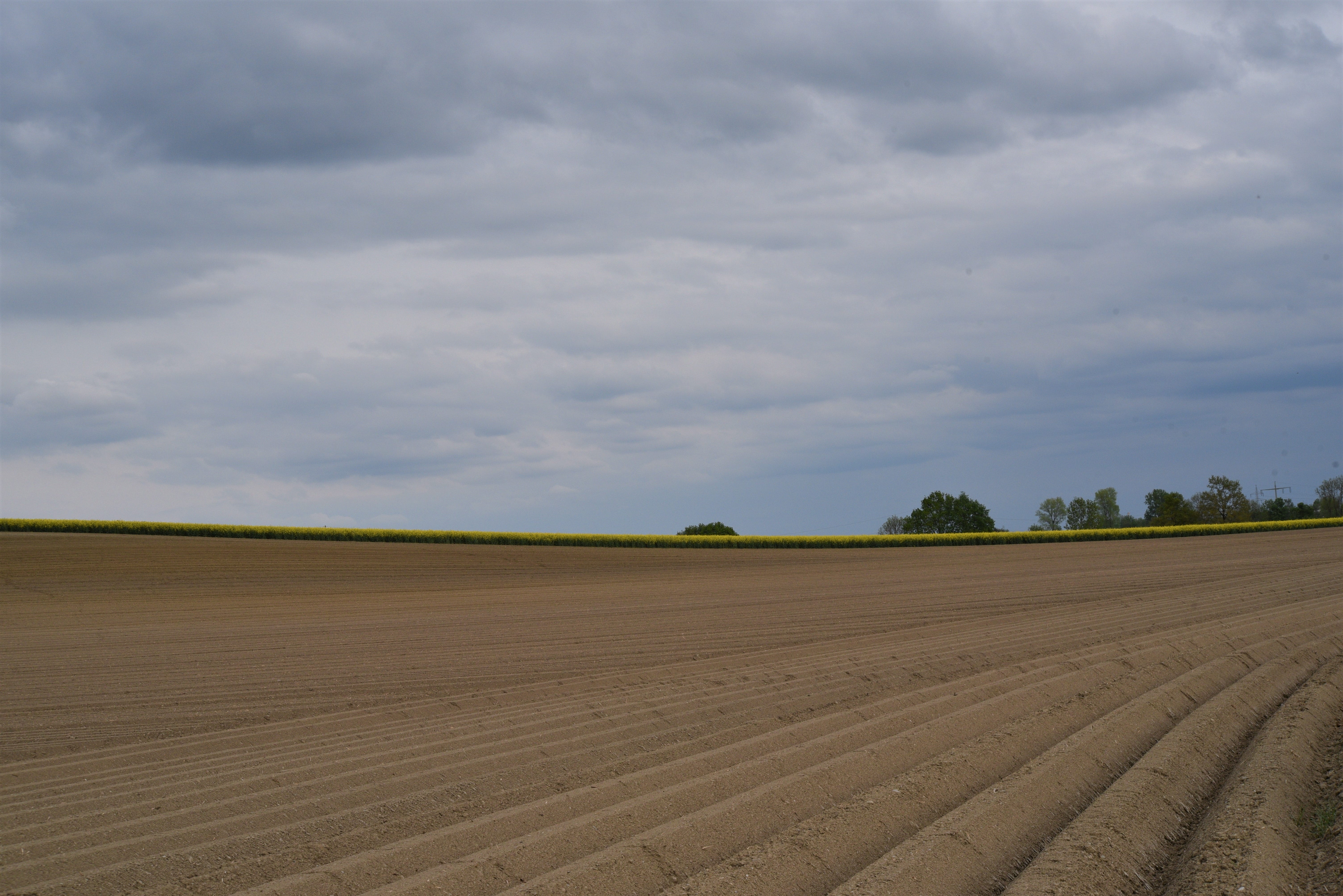 crop production, agro photo, land, field, loosening up, farmer, field economics, cloud - sky, tranquility, asparagus cultivation, horizon over land, agricultural, HD Wallpaper