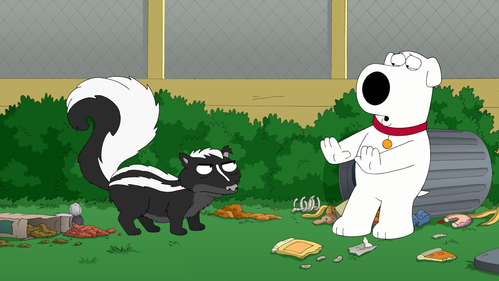 family guy hd widescreen  backgrounds, 1080P, domestic, fun, animal wildlife, bear, dog, mammal, one animal, domestic animals, nature, vertebrate, pets, HD Wallpaper