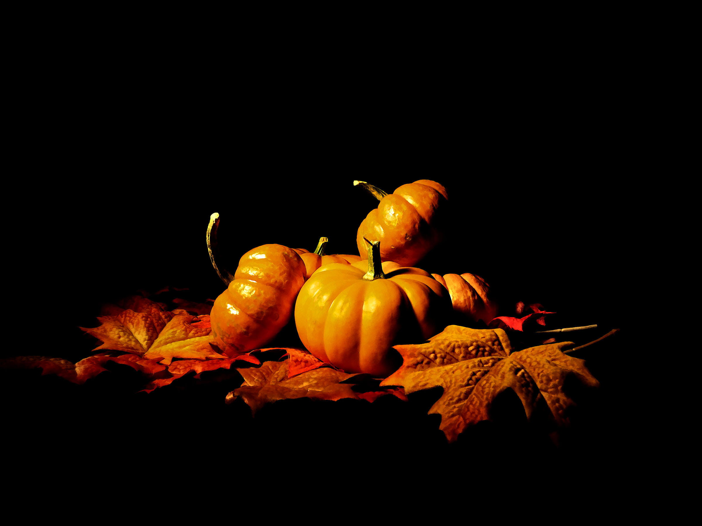 studio shot, leaf, still life, leaves, still, plant, plant part, background, seasonal, pumpkin, small, fruit, red, halloween, no people, beauty, garden, HD Wallpaper