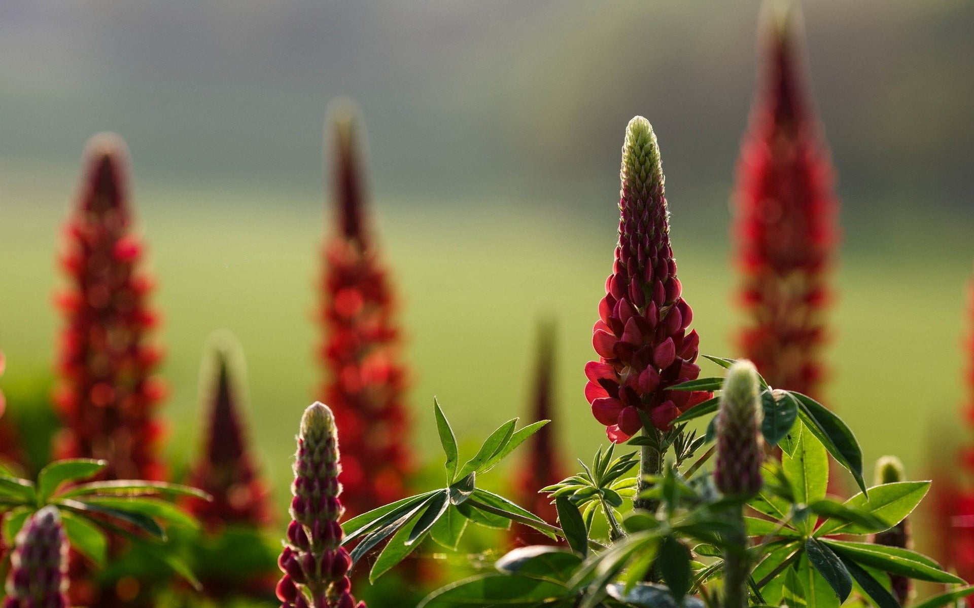 red, close-up, green color, selective focus, flower, beauty in nature, growth, flowering plant, flower head, plant part, 1080P, botany, outdoors, leaf, HD Wallpaper
