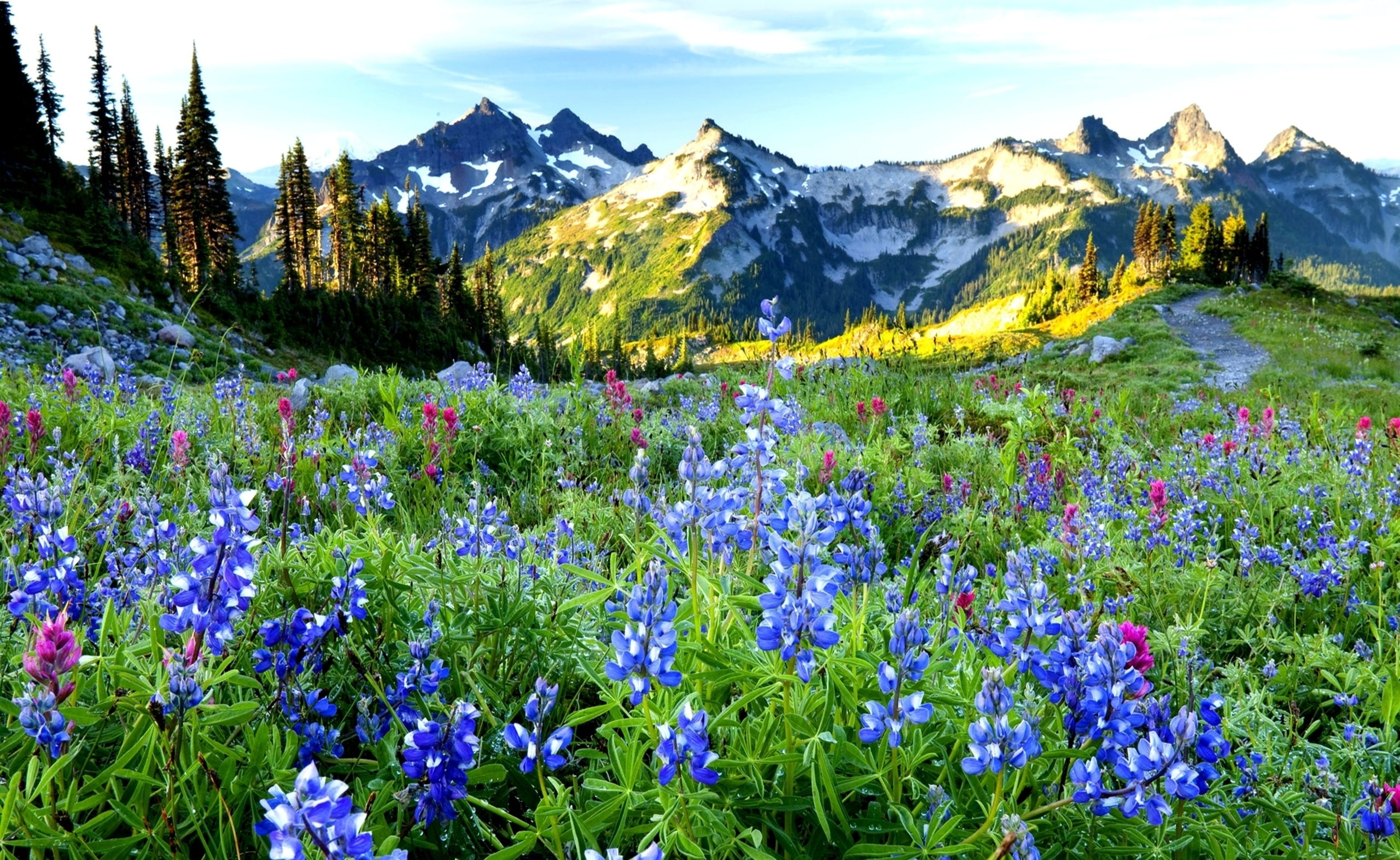 landscape, tranquil scene, mountain range, outdoors, blue, plant, Flowers, Nature, tranquility, sky, land, flowering plant, no people, day, snowcapped mountain, HD Wallpaper