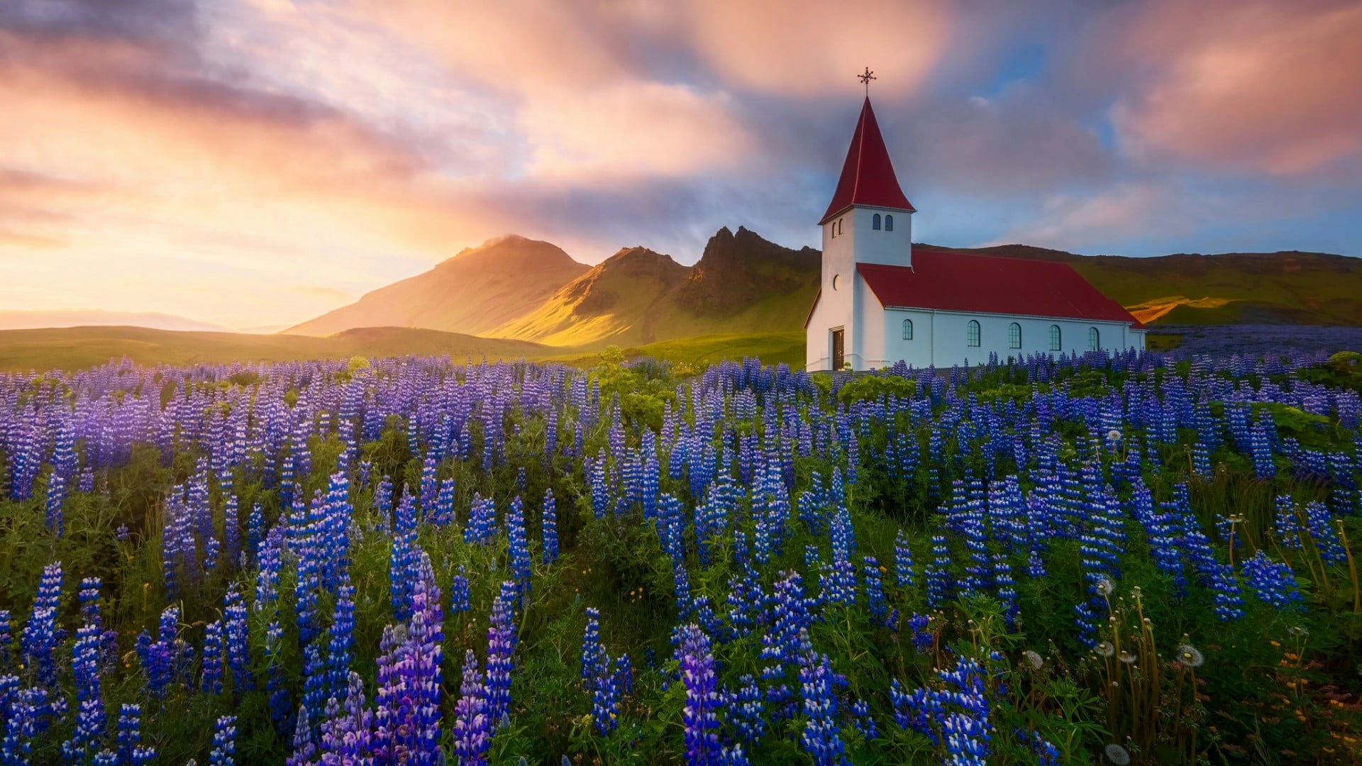 wildflower, cloud - sky, dawn, built structure, place of worship, nature, belief, vik i myrdal, lupine, flower field, morning, scenics - nature, church, HD Wallpaper