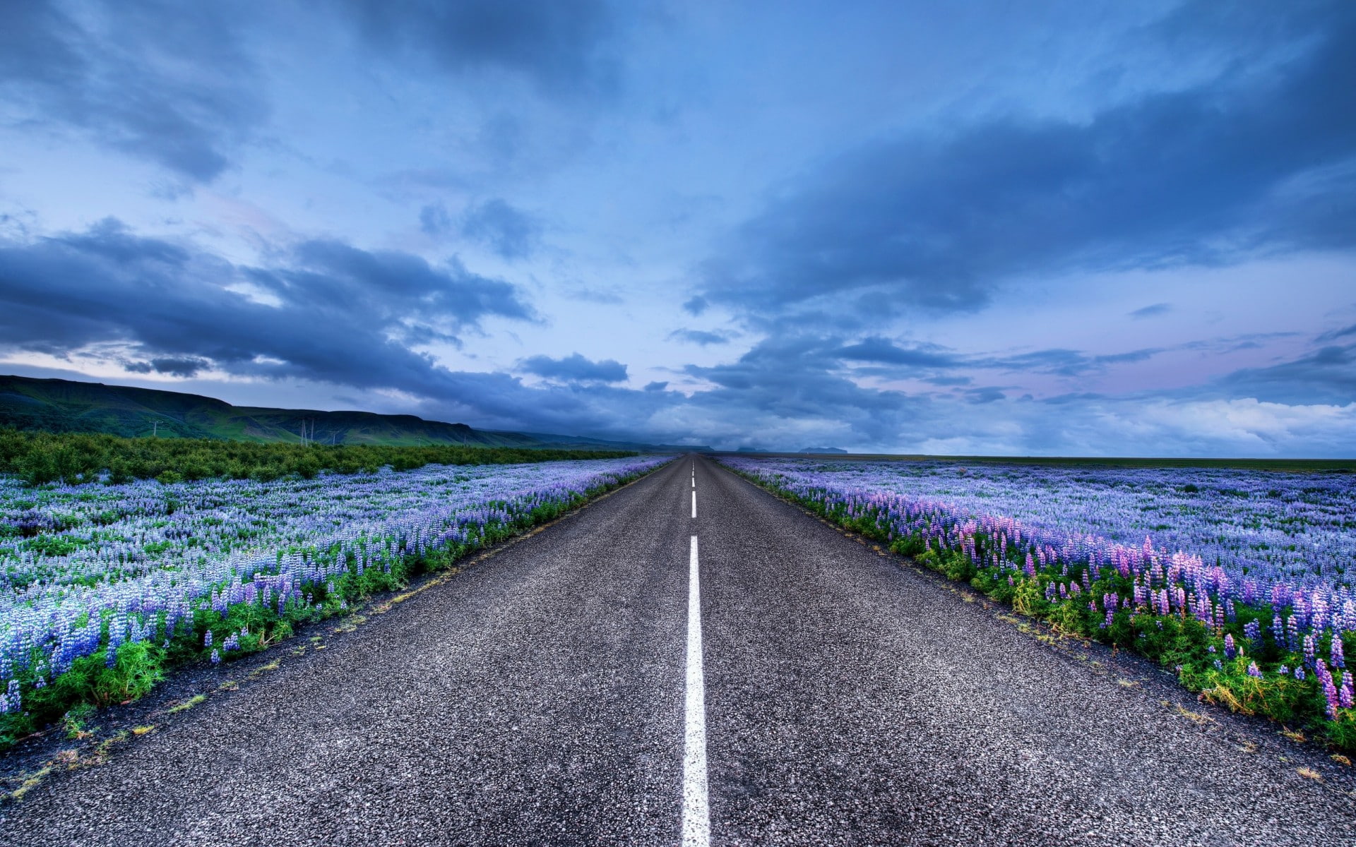 iceland, road, clouds, nature, 1080P, meadow, hd, flowers, lupine, HD Wallpaper