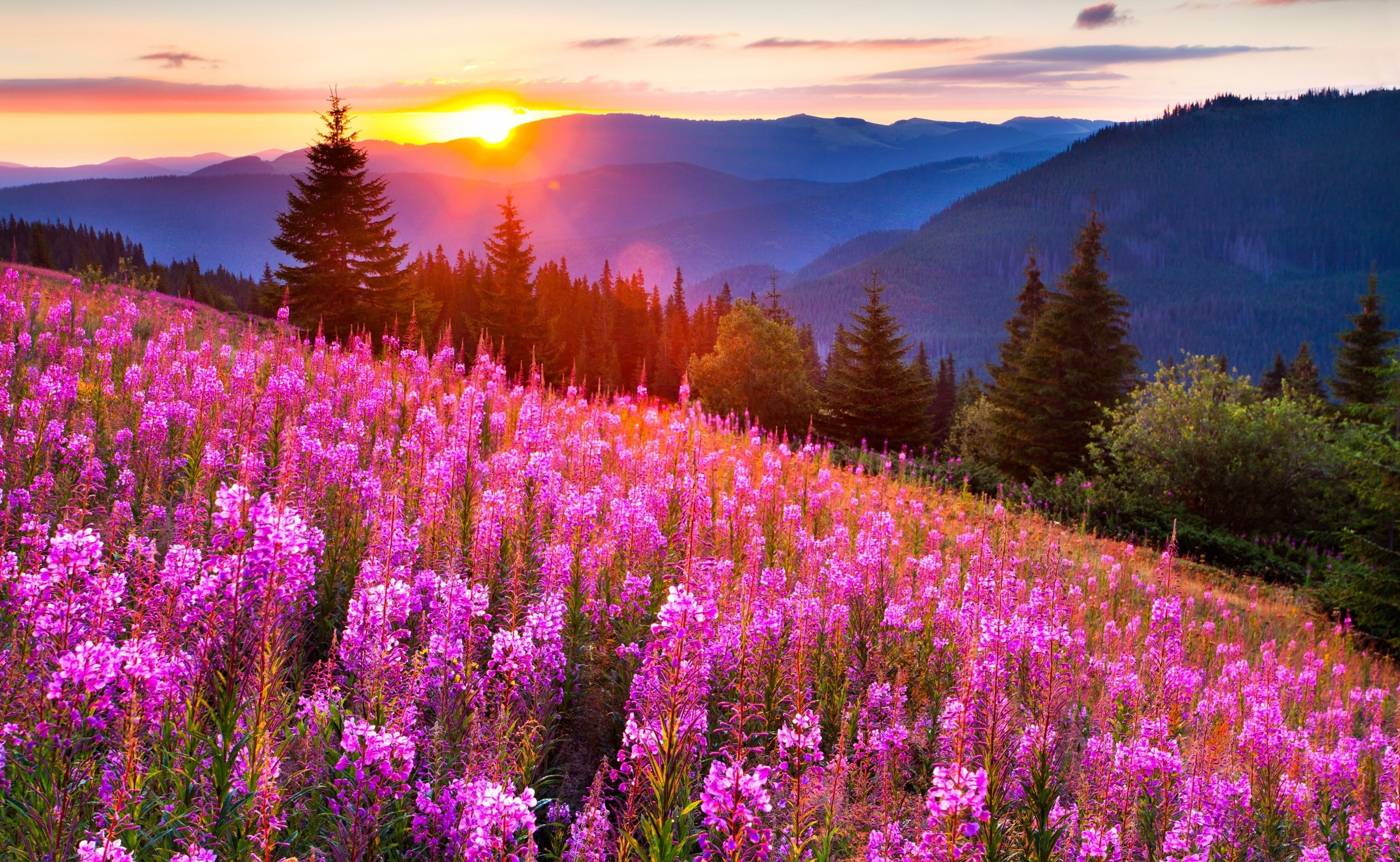 flowerbed, non-urban scene, 2K, tree, no people, scenics - nature, purple, lupine, meadow, sky, beauty in nature, sun, growth, landscape, cloud - sky, HD Wallpaper