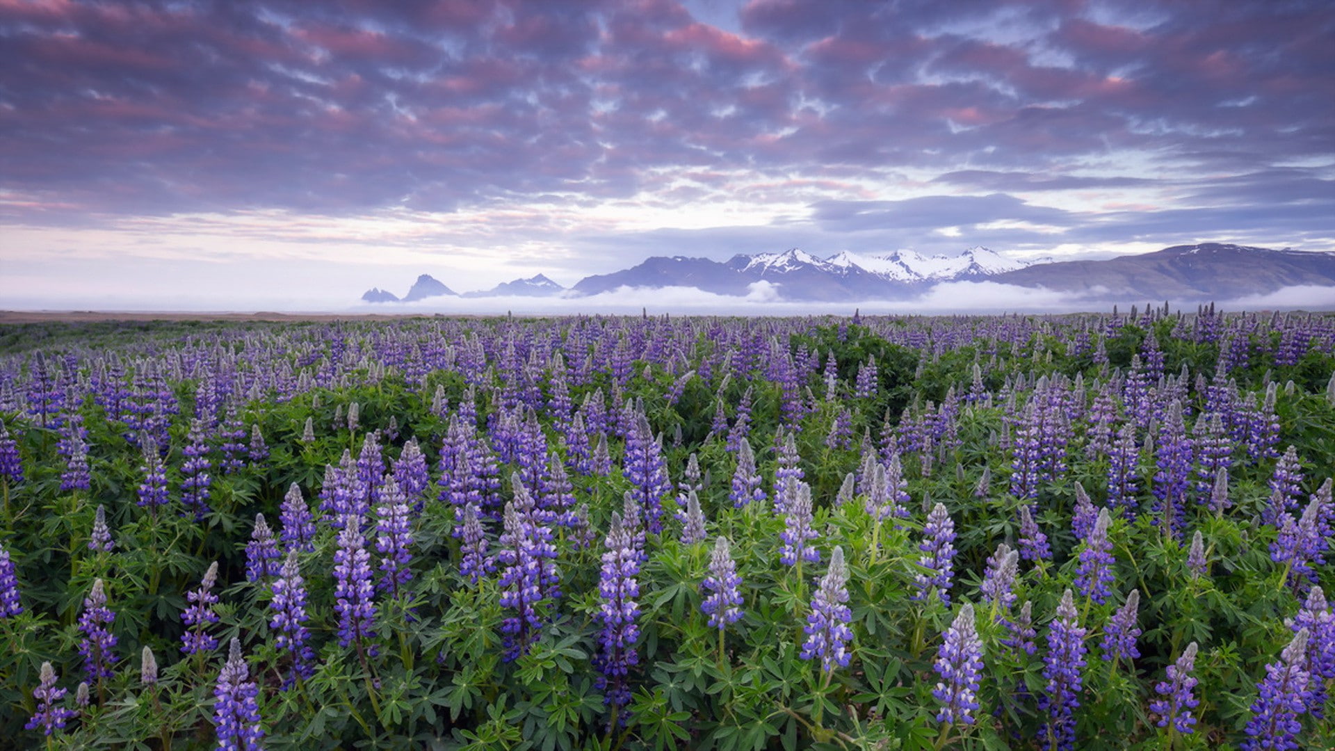Lupines, Iceland, 1080P, flowers, HD Wallpaper