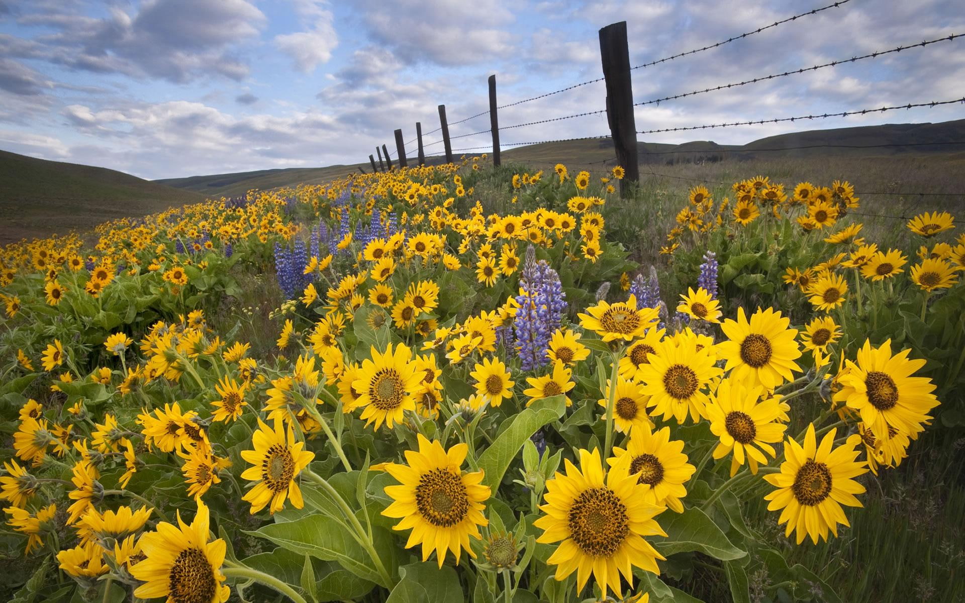 meadows, balsamroot, sun, nature, lupines, flowers, nature and landscapes, fields, wild, 1080P, field, yellow, HD Wallpaper