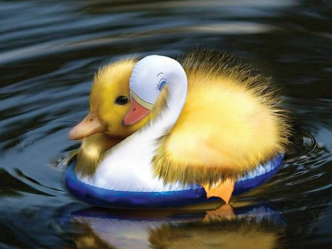 480P, water, duckling, cute, hd, duck, art, animals, friend, ducks, HD Wallpaper