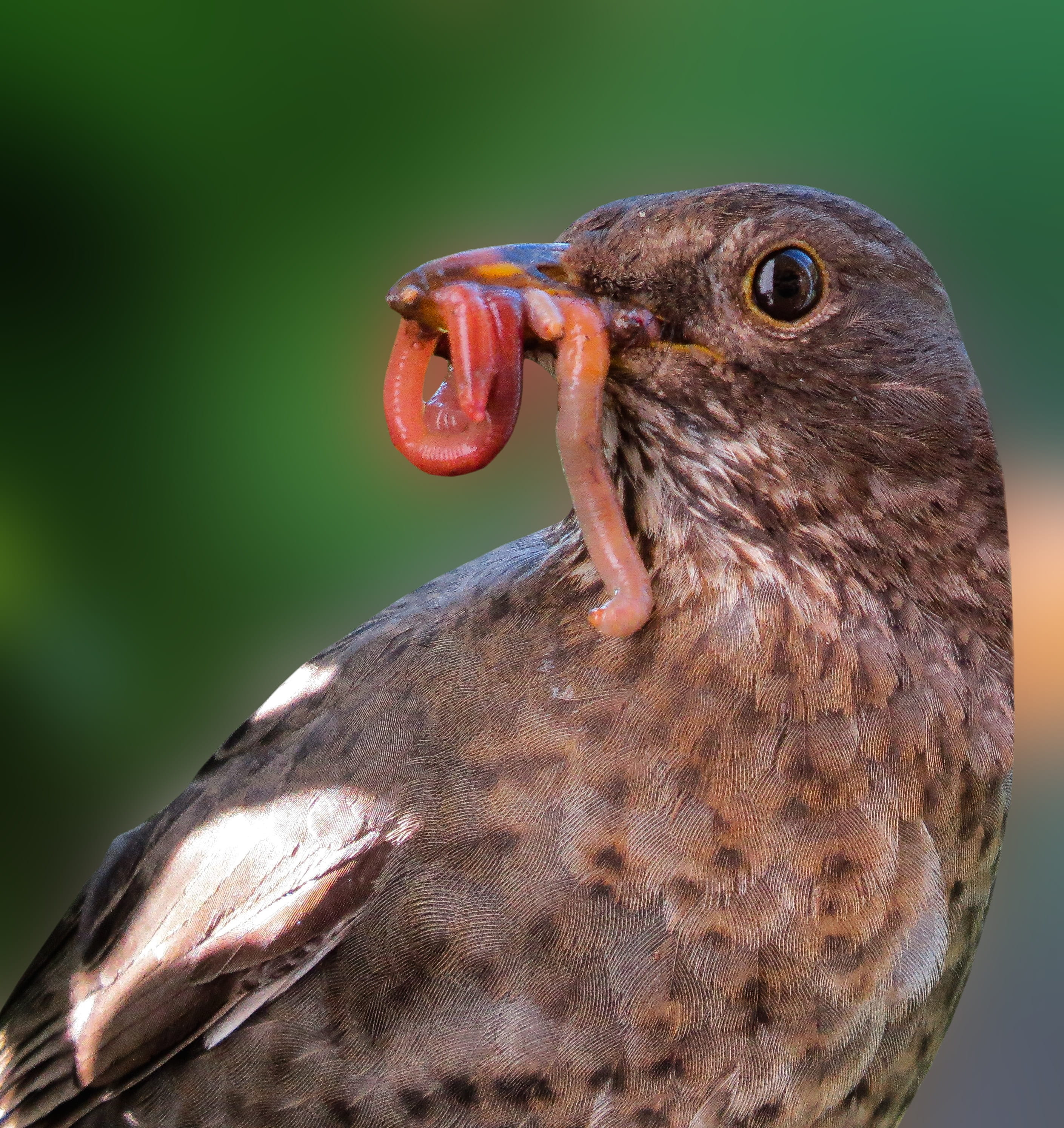 beak, animal themes, blackbird, animal mouth, outdoors, daytime, looking, focus on foreground, bird, worm, day, animals, animals in the wild, eating, mouth, Phone HD Wallpaper
